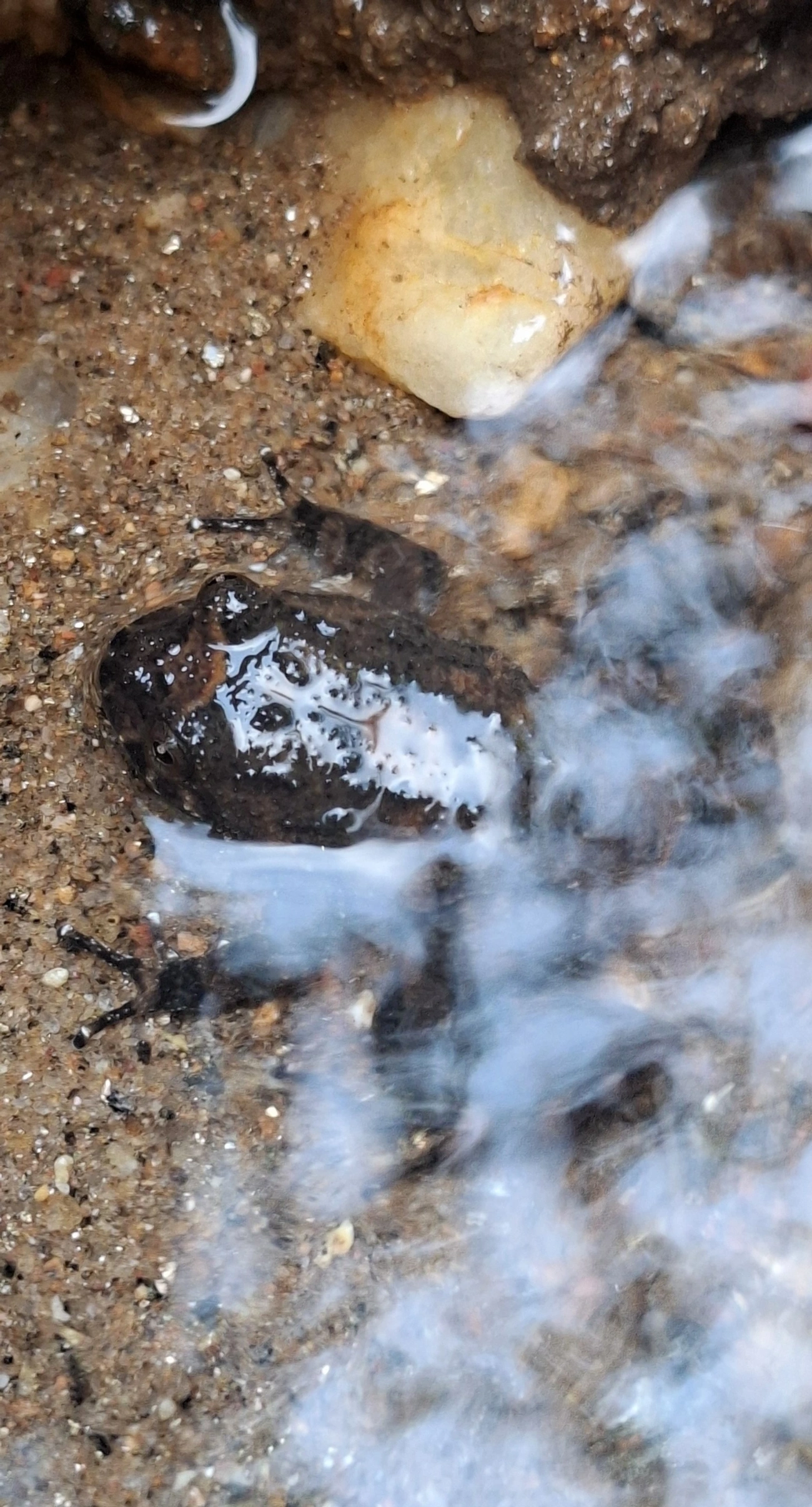 Cycloramphus, anfíbios, fotografado em Maresias, São Sebastião