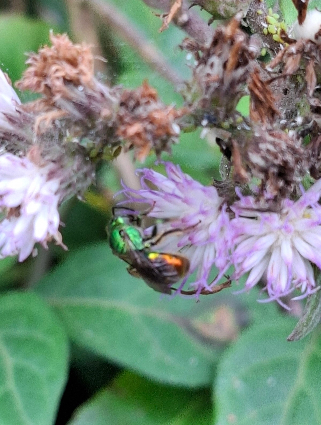 Augochloropsis, insetos, fotografado em Maresias, São Sebastião