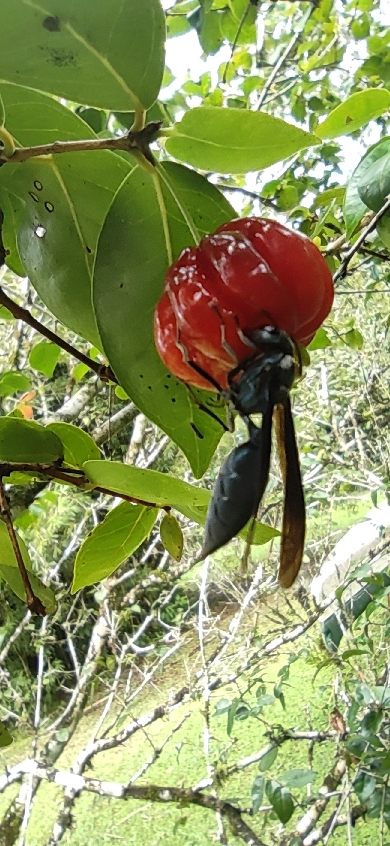 Marimbondo-tatu (Synoeca cyanea), insetos, fotografado em Maresias, São Sebastião