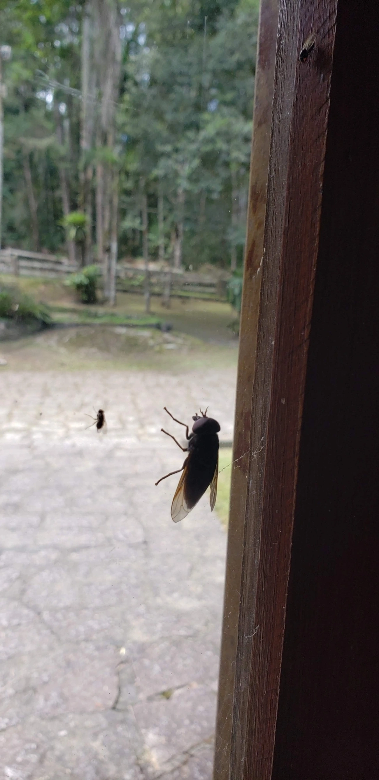 Mutucas (Tabanidae), insetos, fotografado em Campo Alegre, Itatiaia