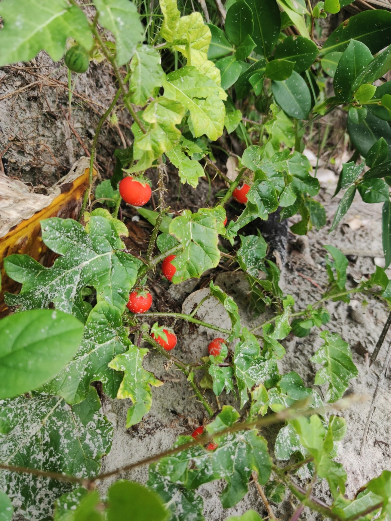 Melancia-da-praia (Solanum capsicoides), plantas, fotografado em São Sebastião