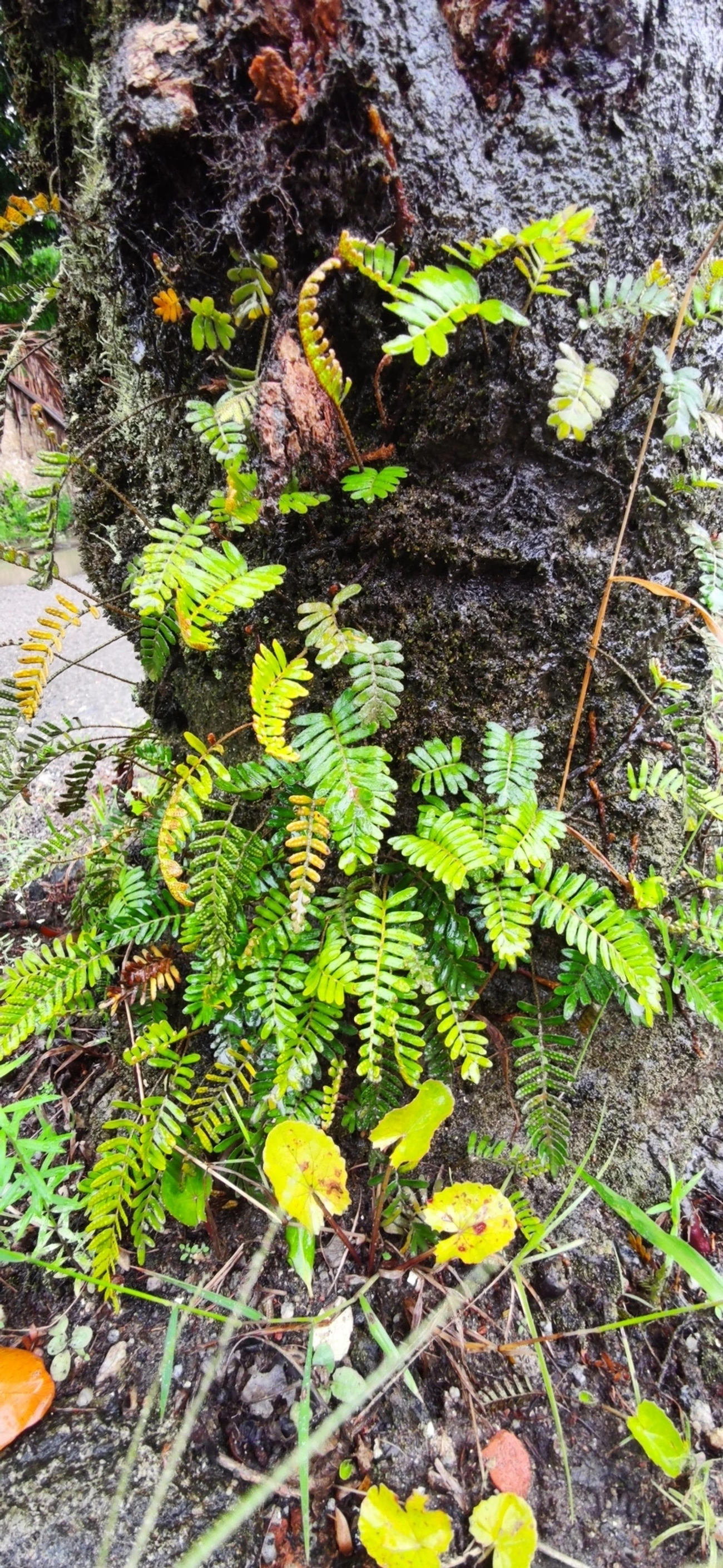 Samambaia-da-ressurreição (Pleopeltis polypodioides), plantas, fotografado em Maresias, São Sebastião