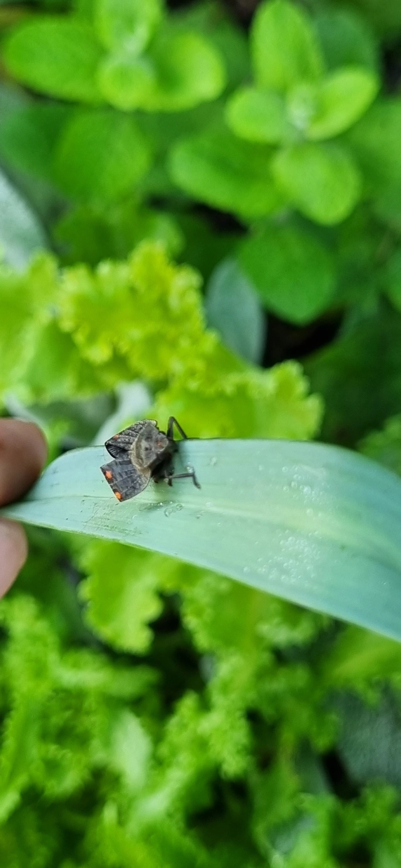 Fulgomorfos (Fulgoromorpha), insetos, fotografado em Maresias, São Sebastião