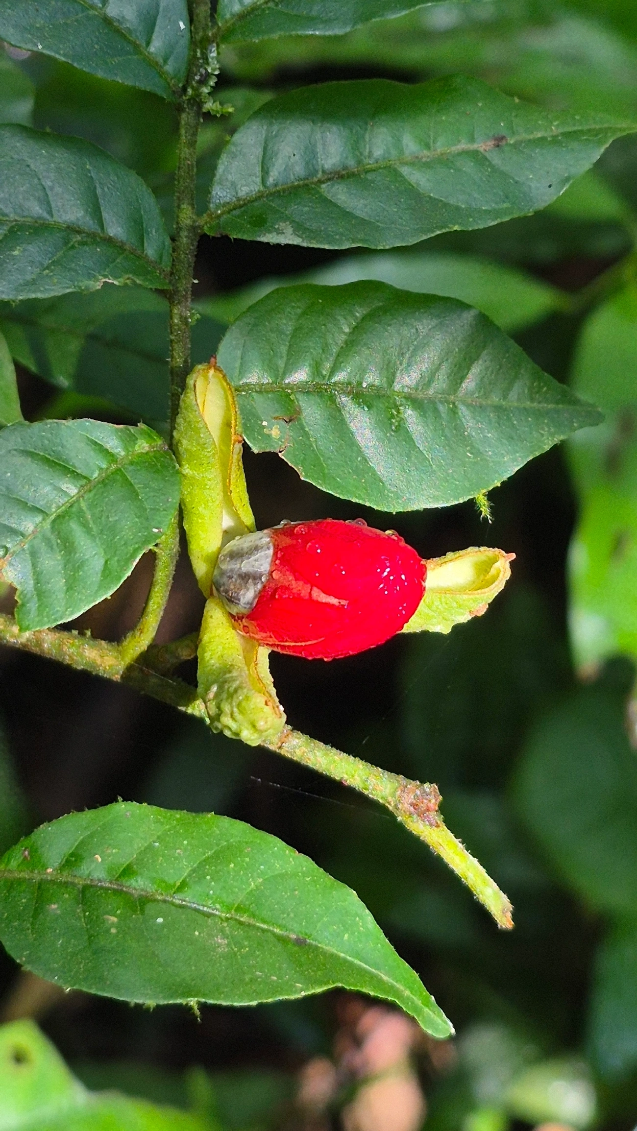 Catiguá-vermelho (Trichilia claussenii), plantas, fotografado em Camburí, São Sebastião