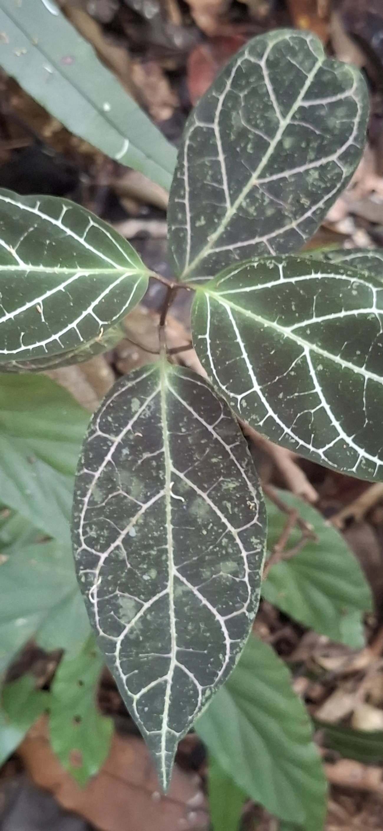 Prestonia, plantas, fotografado em Enxovas, Ilhabela