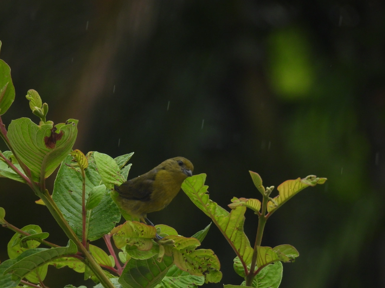 Gaturamo-verdadeiro (Euphonia violacea), aves, fotografado em Maresias, São Sebastião