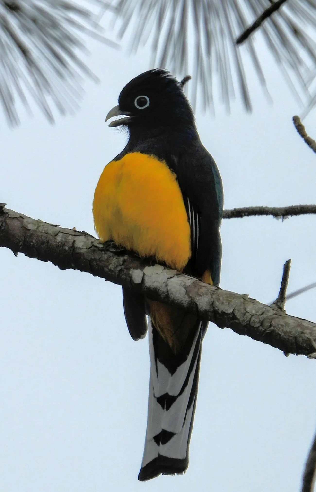 Surucuá-de-barriga-amarela (Trogon viridis), aves, fotografado em Maresias, São Sebastião