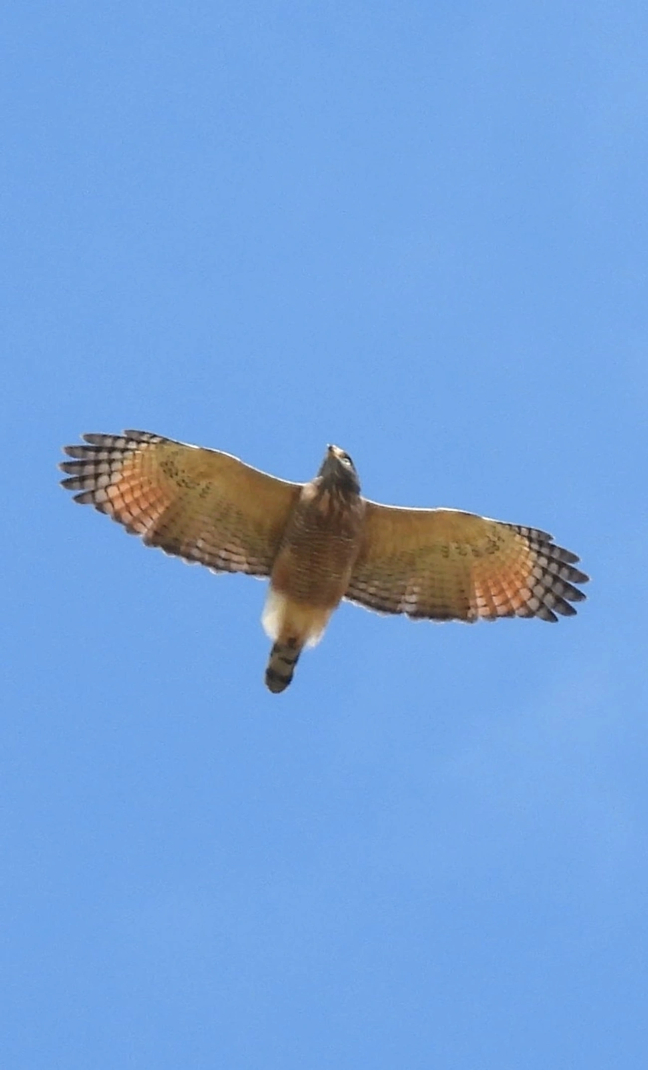 Gavião-carijó (Rupornis magnirostris), aves, fotografado em Bragança Paulista