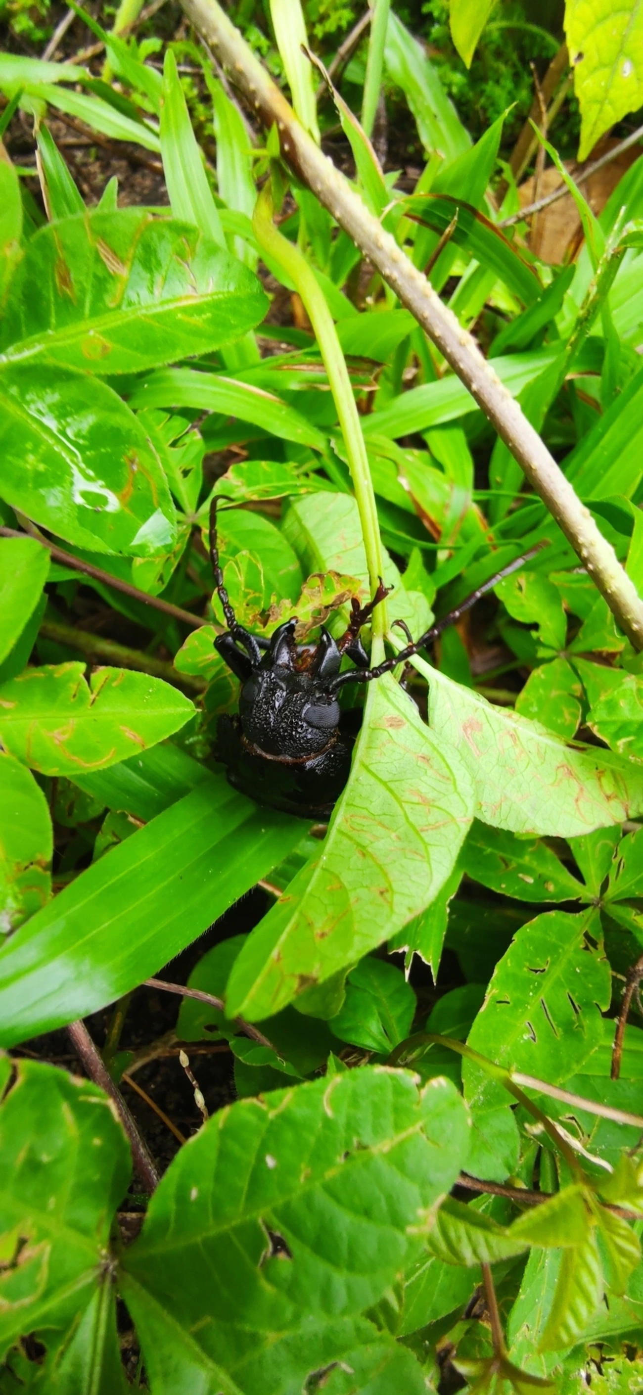 Macrotomini, insetos, fotografado em Maresias, São Sebastião