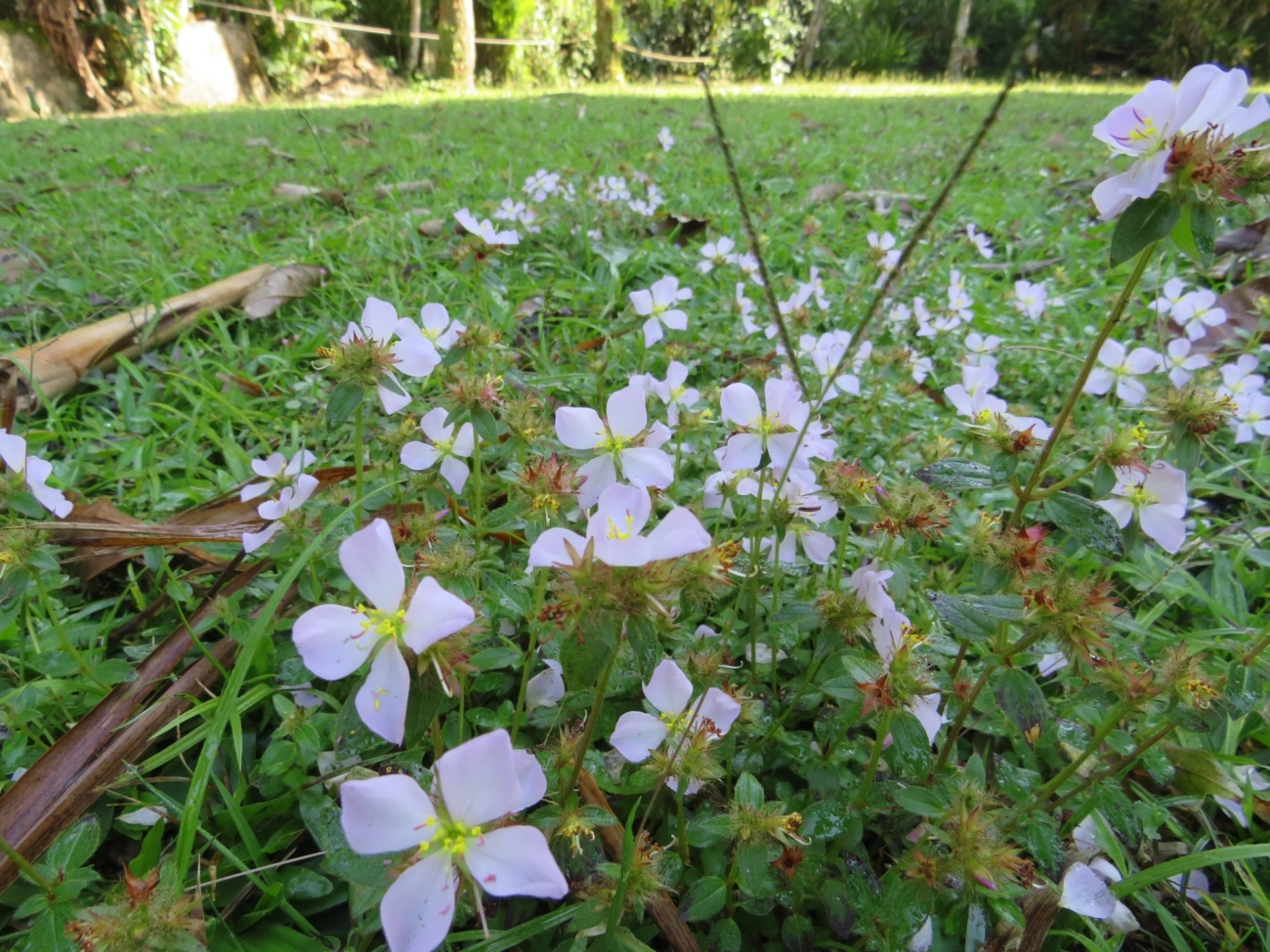 Dicotiledóneas (Magnoliopsida), plantas, fotografado em Maresias, São Sebastião