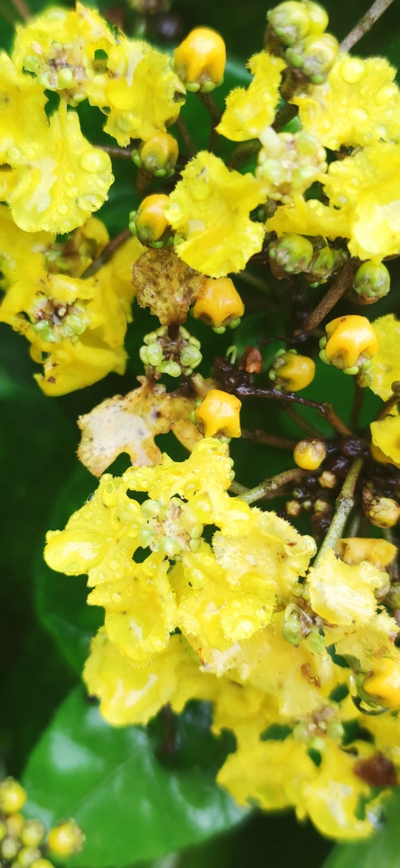 Stigmaphyllon, plantas, fotografado em Maresias, São Sebastião