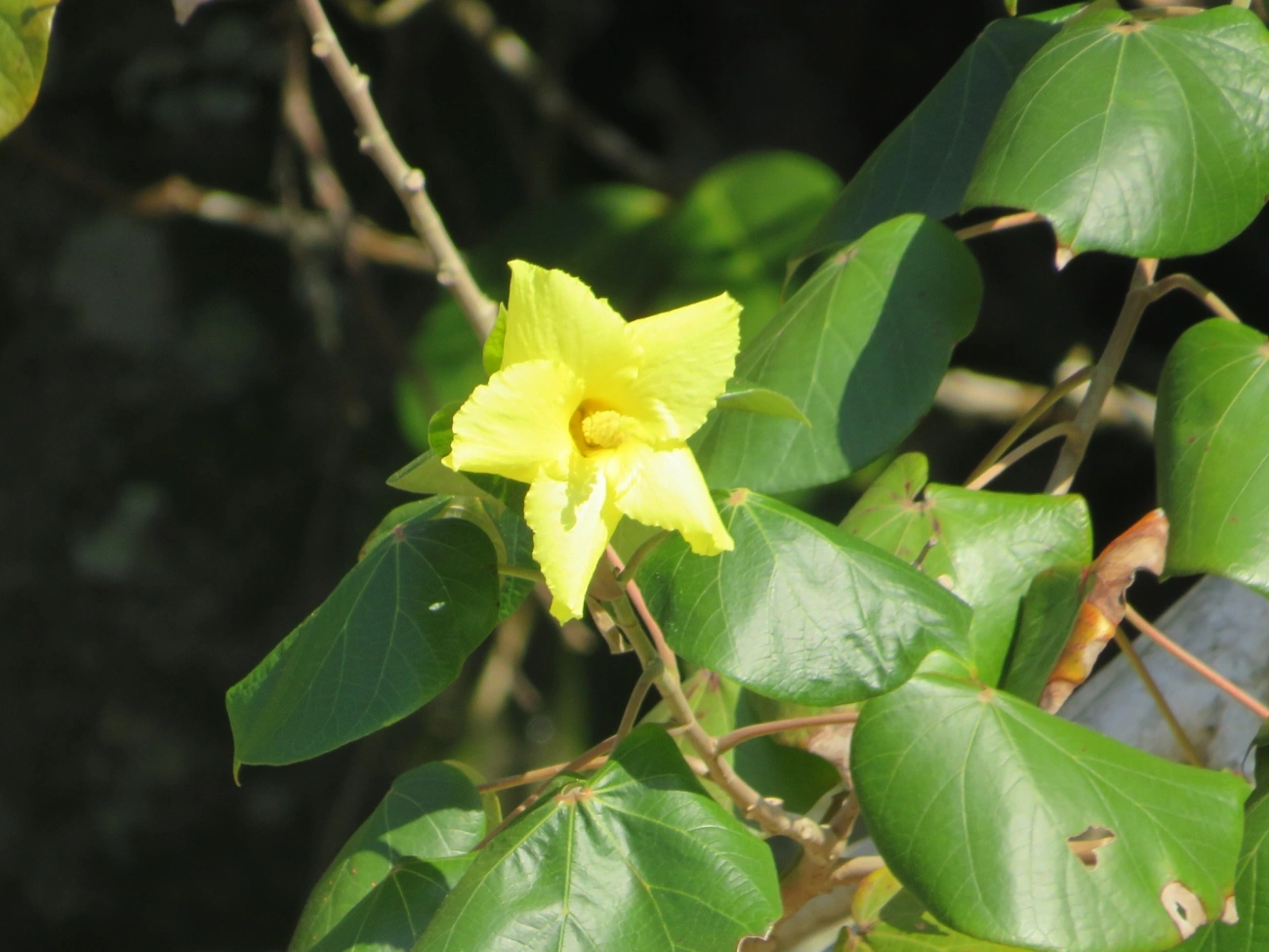 Algodoeiro-da-praia (Hibiscus tiliaceus), plantas, fotografado em Maresias, São Sebastião