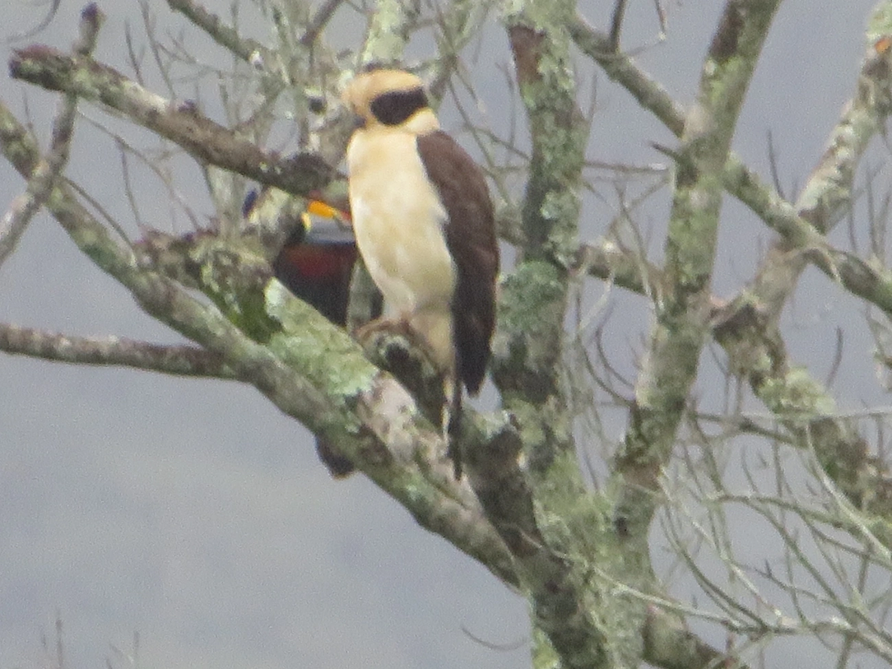 Acauã (Herpetotheres cachinnans), aves, fotografado em Maresias, São Sebastião