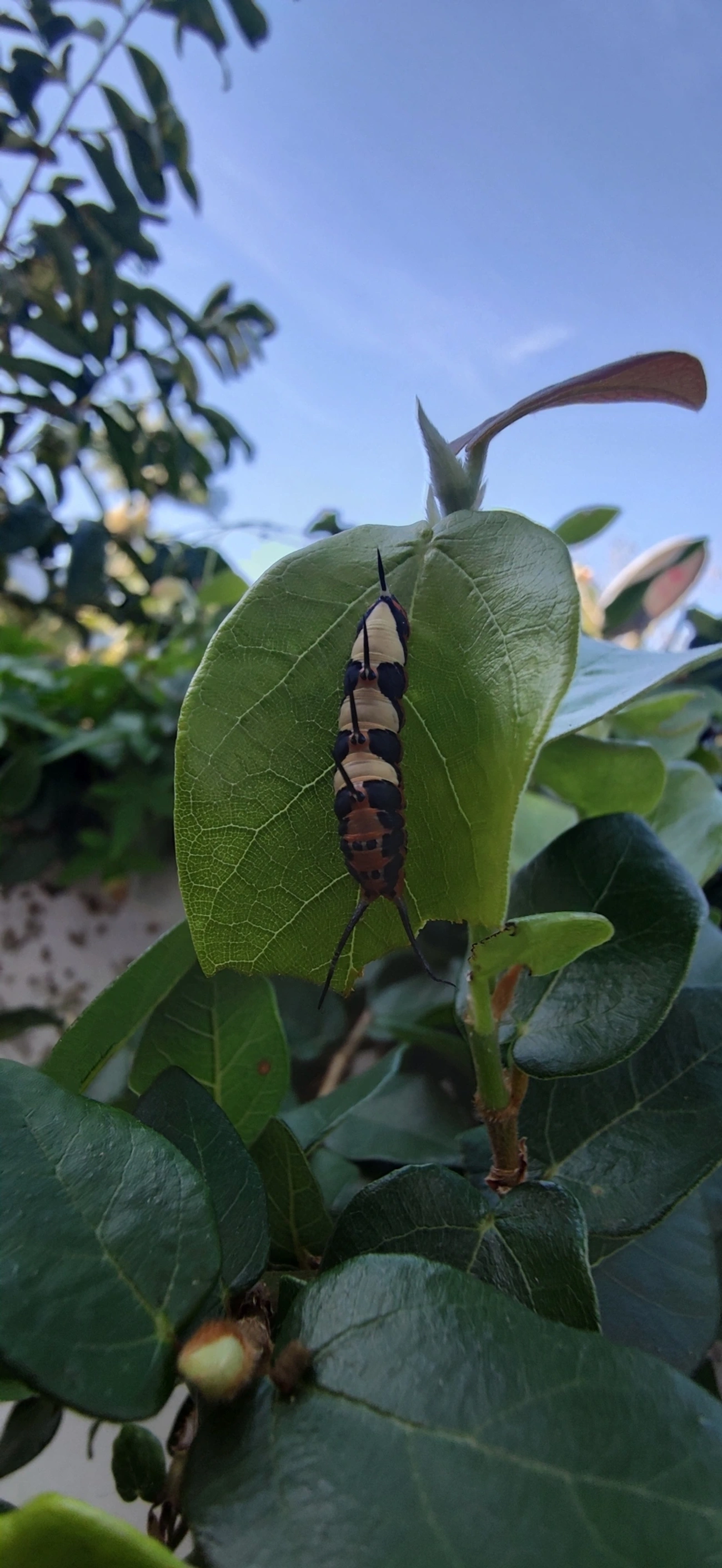 Borboleta-Asas-de-Punhal (Marpesia petreus), insetos, fotografado em Maresias, São Sebastião