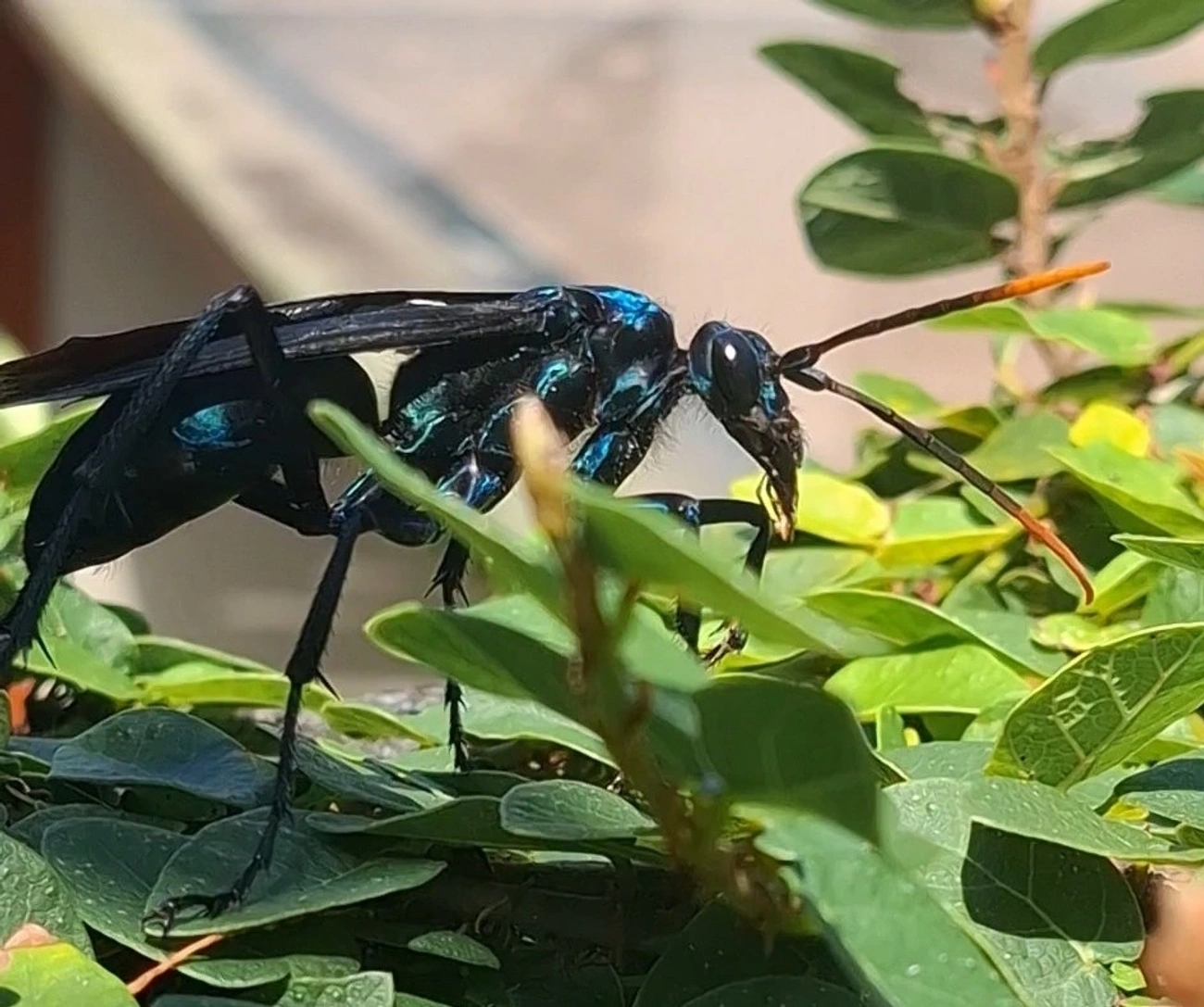 Vespa-caçadora-de-caranguejeira (Pepsis ruficornis), insetos, fotografado em Maresias, São Sebastião