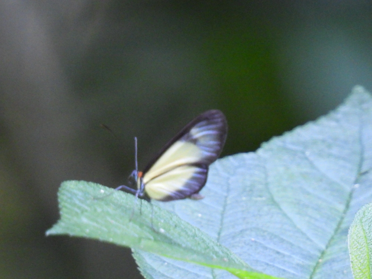 Borboleta-de-vidro-scada (Scada karschina), insetos, fotografado em Maresias, São Sebastião