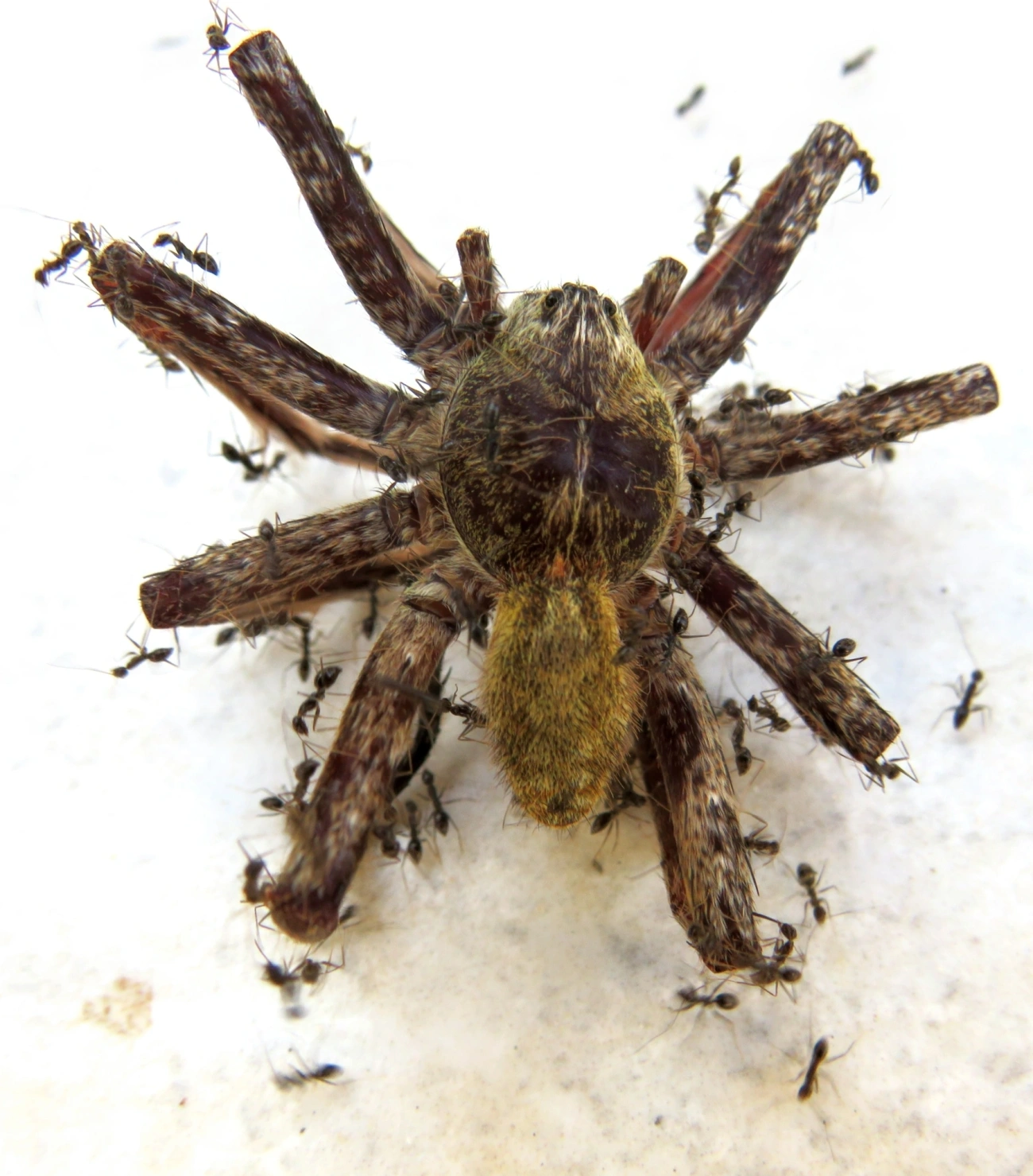 Ctenus, aracnídeos, fotografado em Maresias, São Sebastião