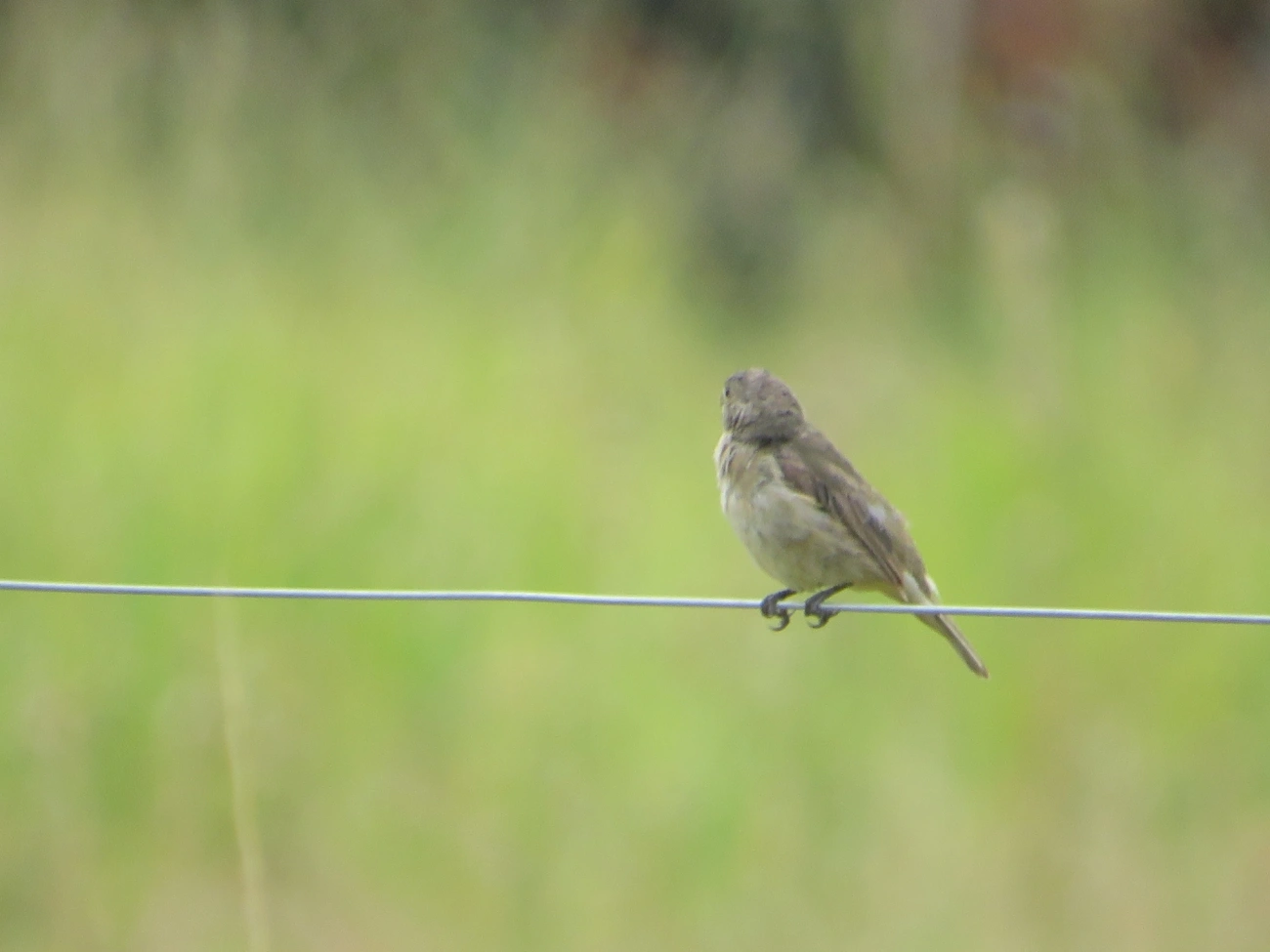 Coleirinho (Sporophila caerulescens), aves, fotografado em Maresias, São Sebastião