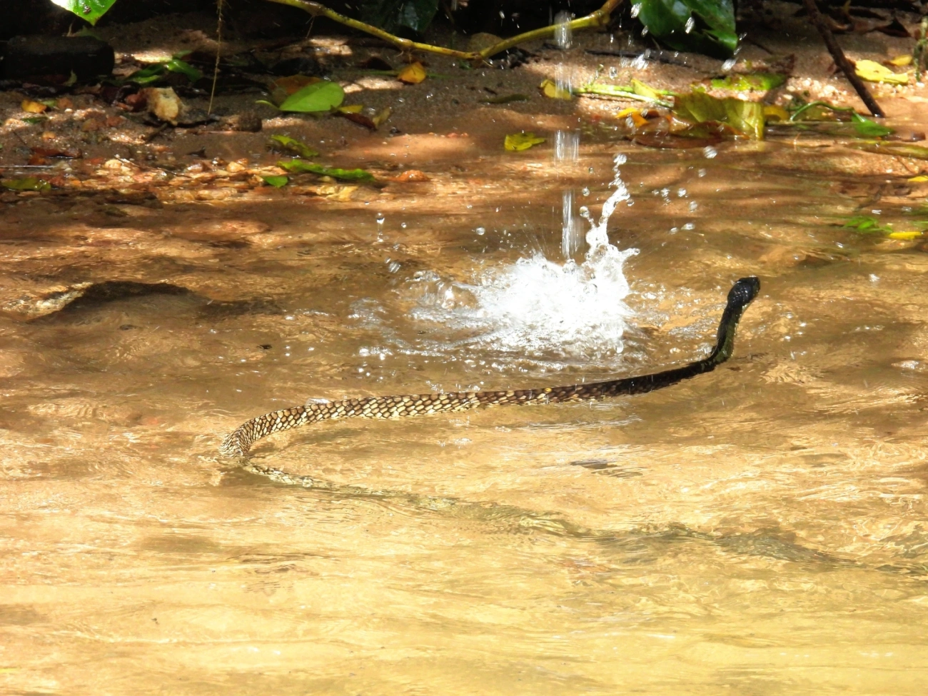 Cobra-cipó (Chironius laevicollis), répteis, fotografado em Maresias, São Sebastião