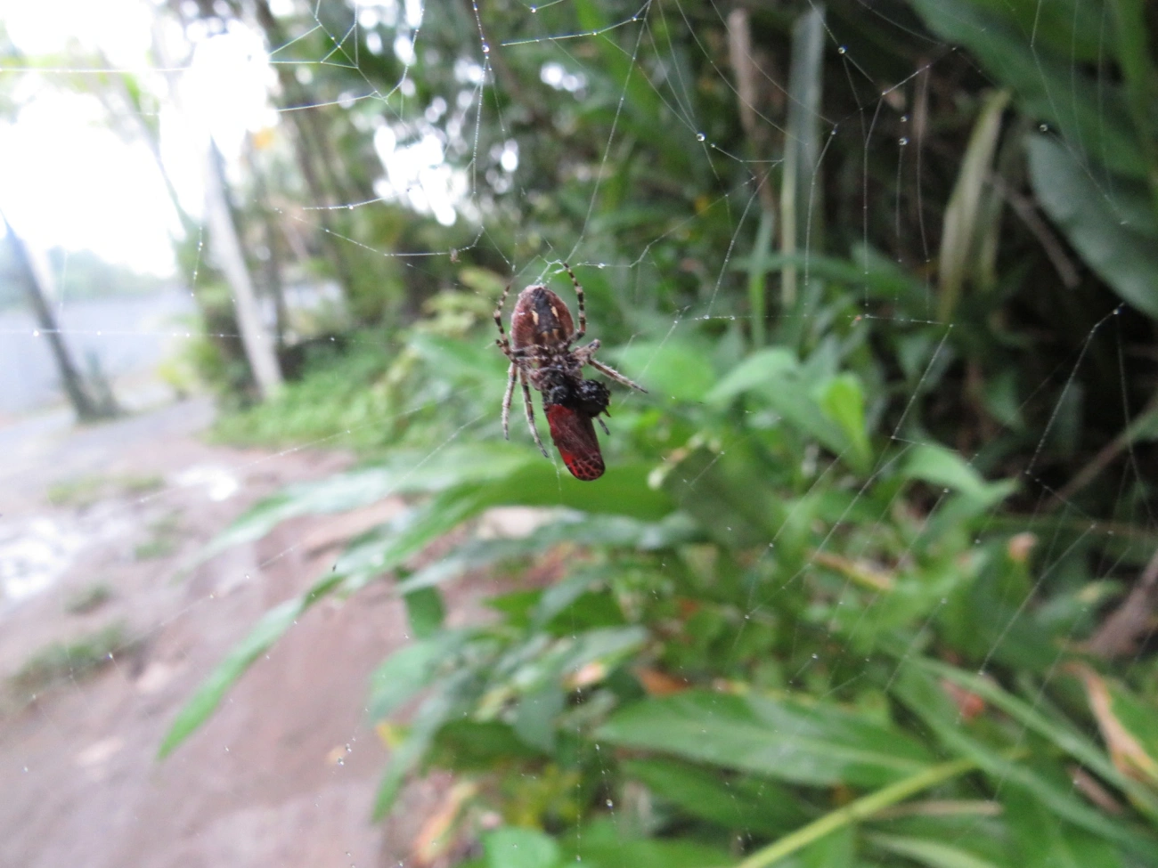 Parawixia, aracnídeos, fotografado em Maresias, São Sebastião