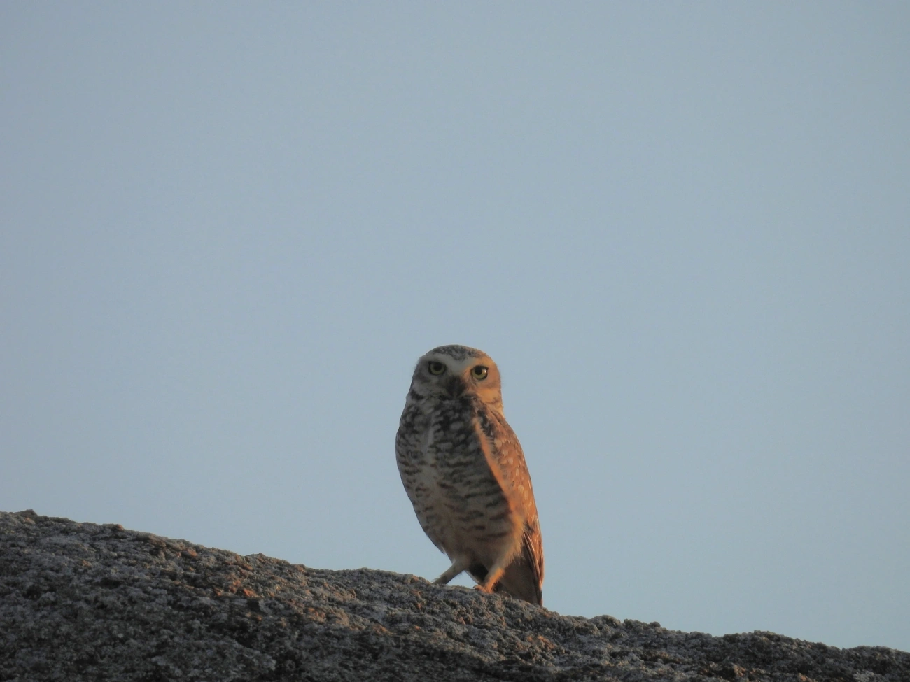 Coruja-buraqueira (Athene cunicularia), aves, fotografado em Itu