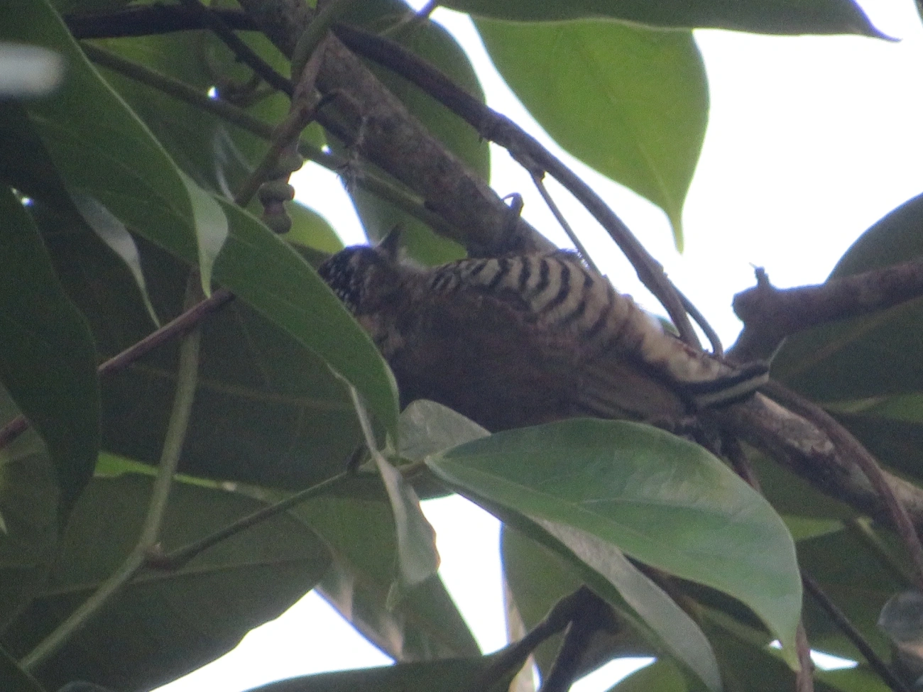 Pica-pau-anão-barrado (Picumnus cirratus), aves, fotografado em Maresias, São Sebastião