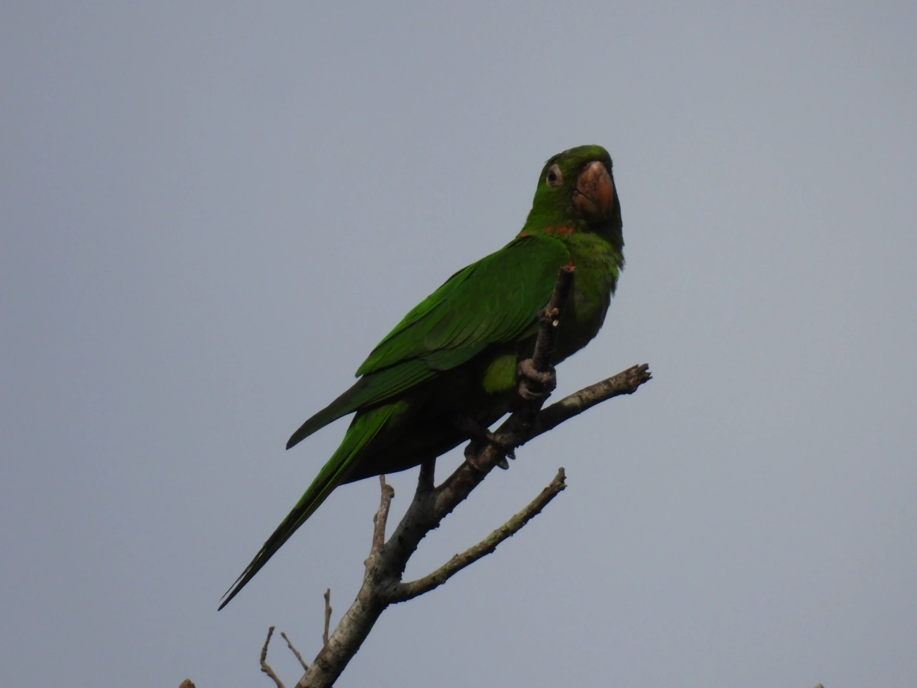 Periquitão-maracanã (Psittacara leucophthalmus), aves, fotografado em Cabreúva