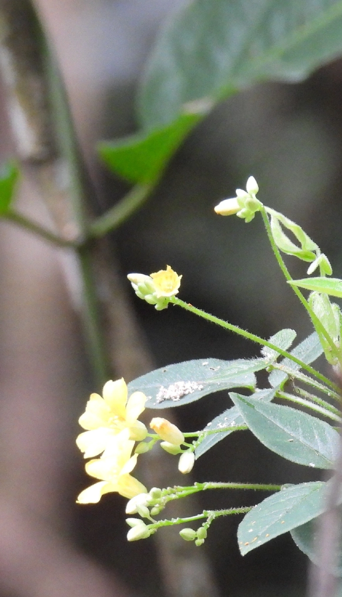 Azedinhas e Afins (Oxalis), plantas, fotografado em Guararema
