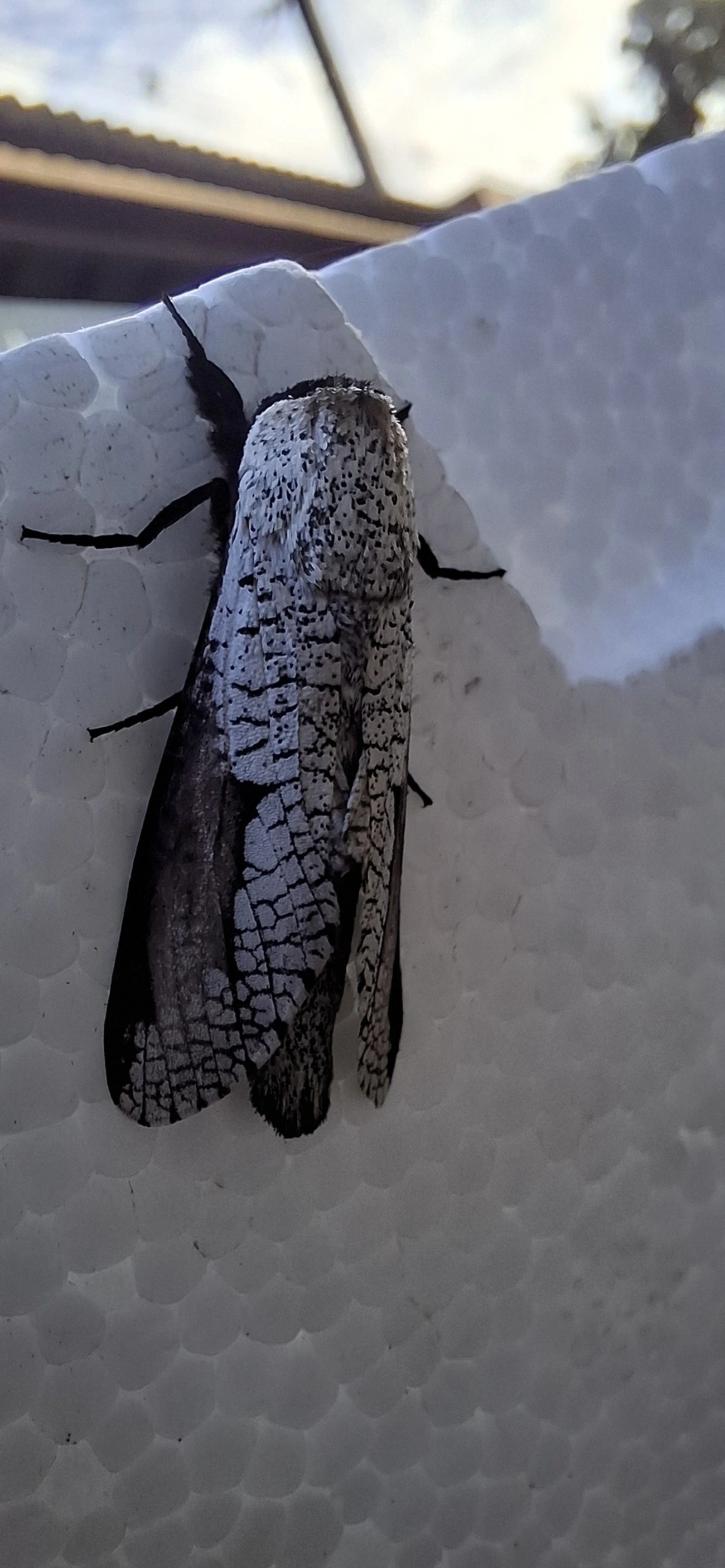 Brypoctia, insetos, fotografado em Maresias, São Sebastião