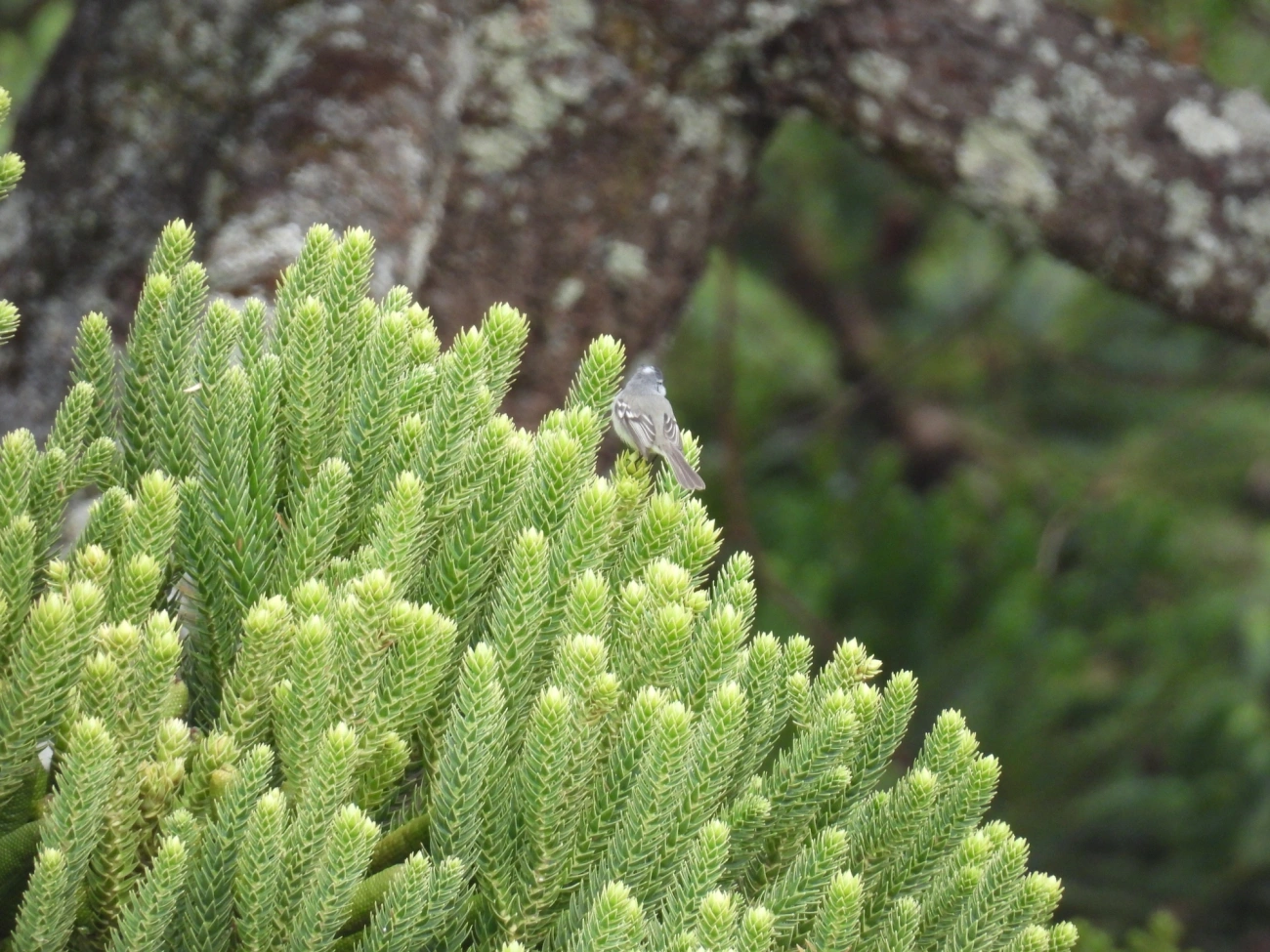 Alegrinho (Serpophaga subcristata), aves, fotografado em Itamonte