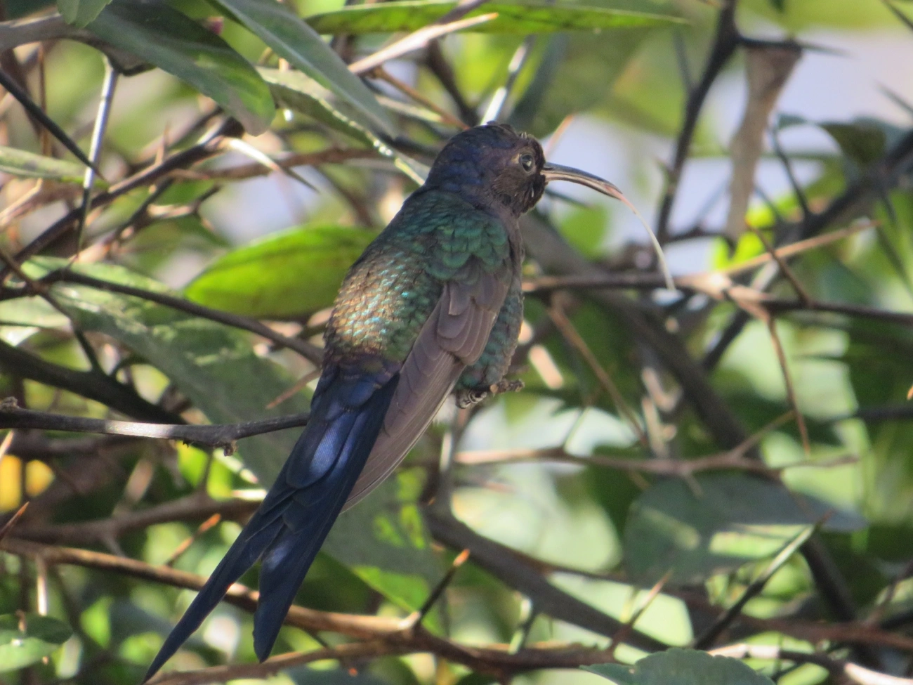 Beija-flor-tesoura (Eupetomena macroura), aves, fotografado em Indaiá, Caraguatatuba
