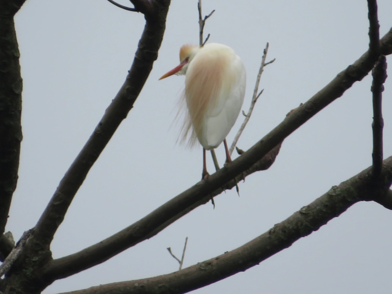 Garça-vaqueira (Ardea ibis), aves, fotografado em Maresias, São Sebastião