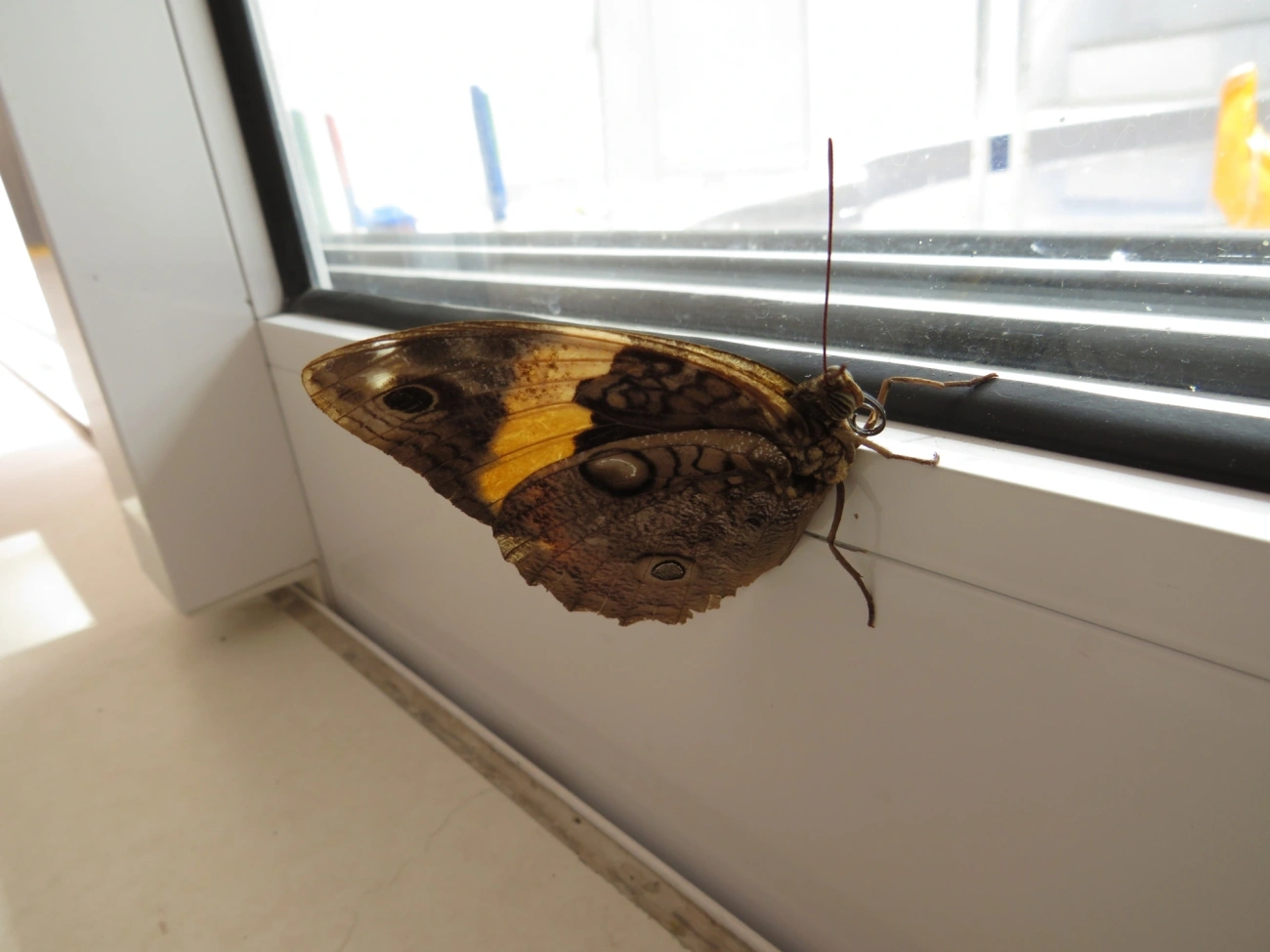Opsiphanes, insetos, fotografado em Maresias, São Sebastião