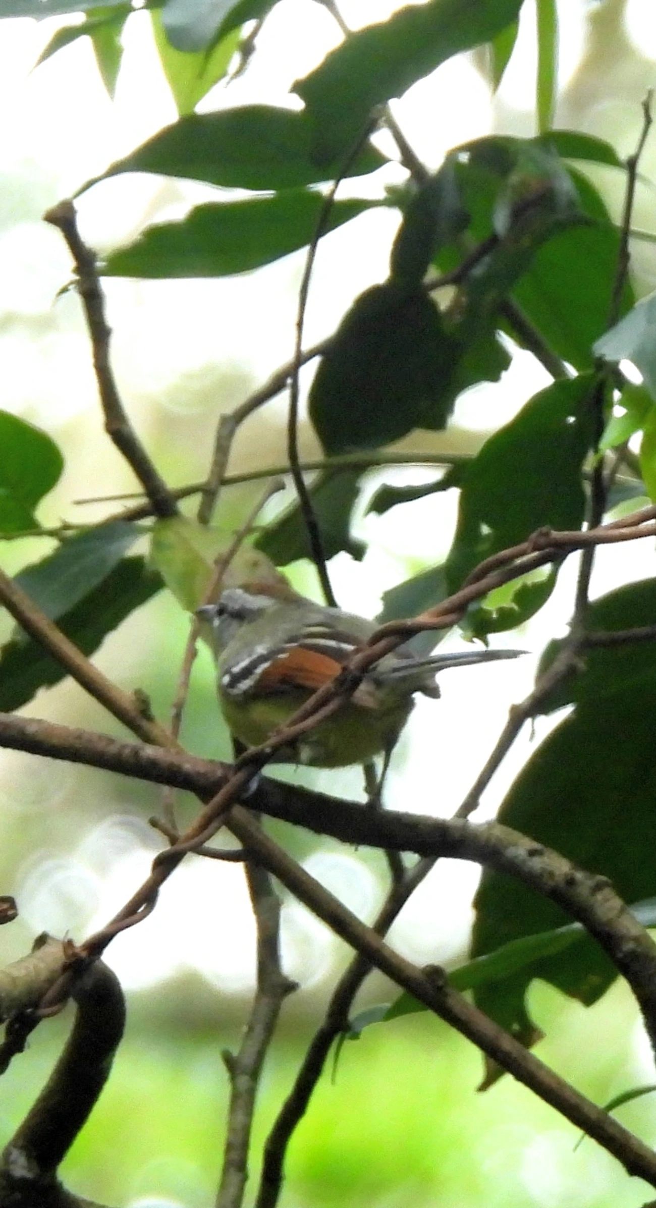 Chorozinho-de-Asa-Vermelha (Herpsilochmus rufimarginatus), aves, fotografado em Perequê, Ilhabela