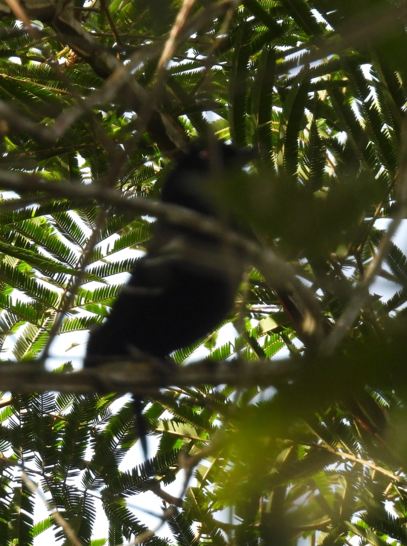 Papa-taoca-do-sul (Pyriglena leucoptera), aves, fotografado em Queluz