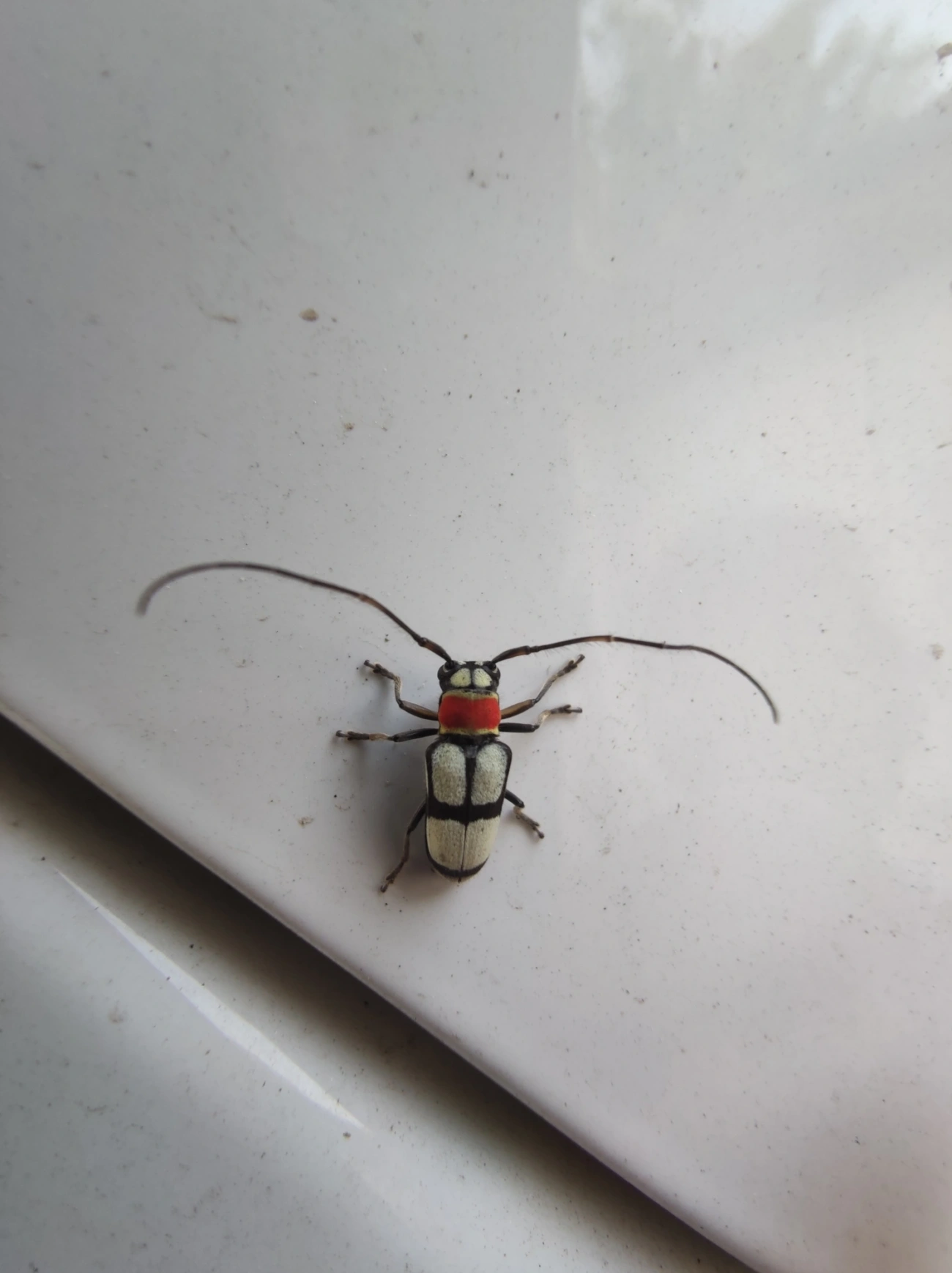 Pyrobolus clathratus, insetos, fotografado em Maresias, São Sebastião