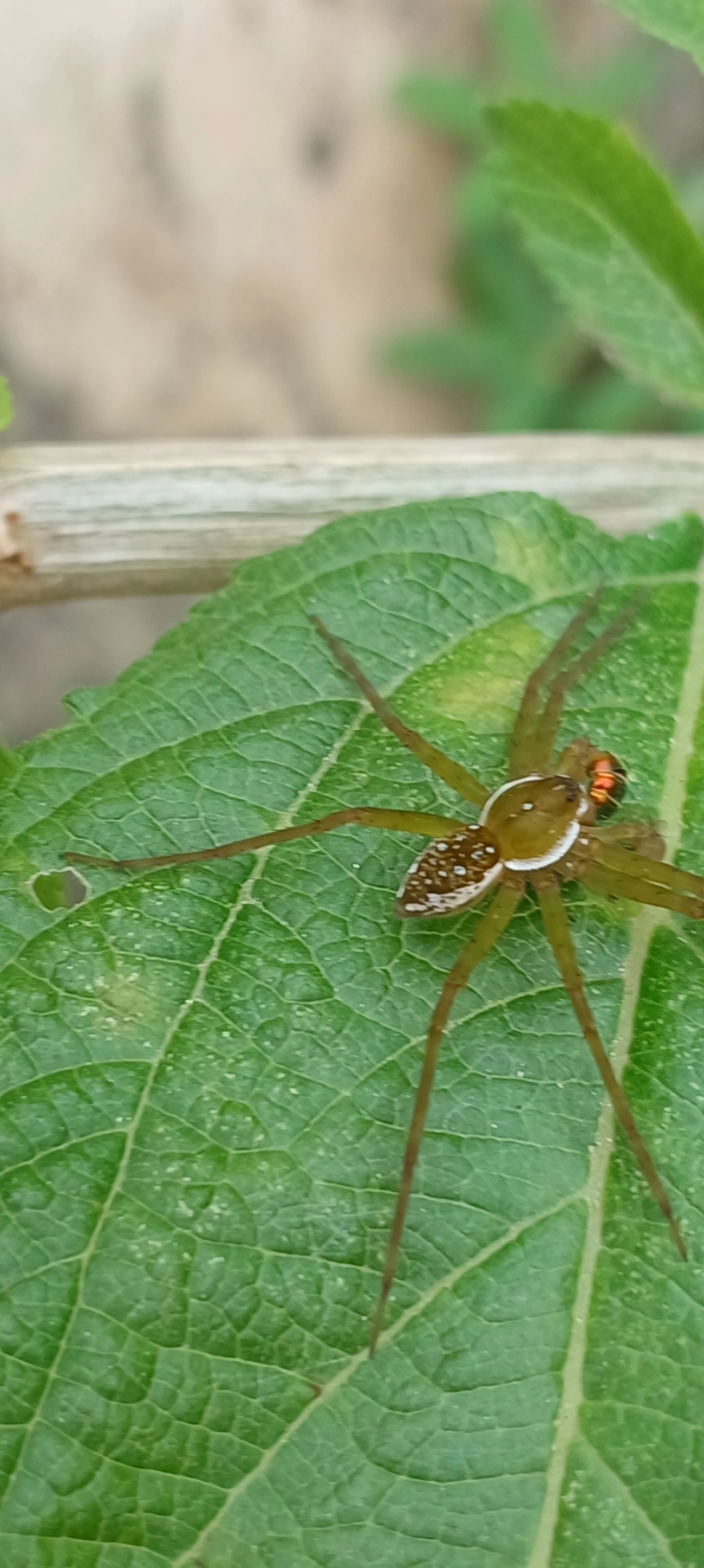 Thaumasia, aracnídeos, fotografado em Maresias, São Sebastião