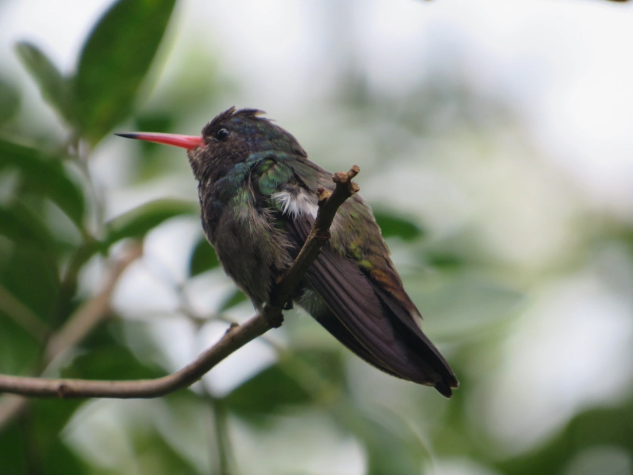 Beija-flor-roxo (Chlorestes cyanus), aves, fotografado em Maresias, São Sebastião
