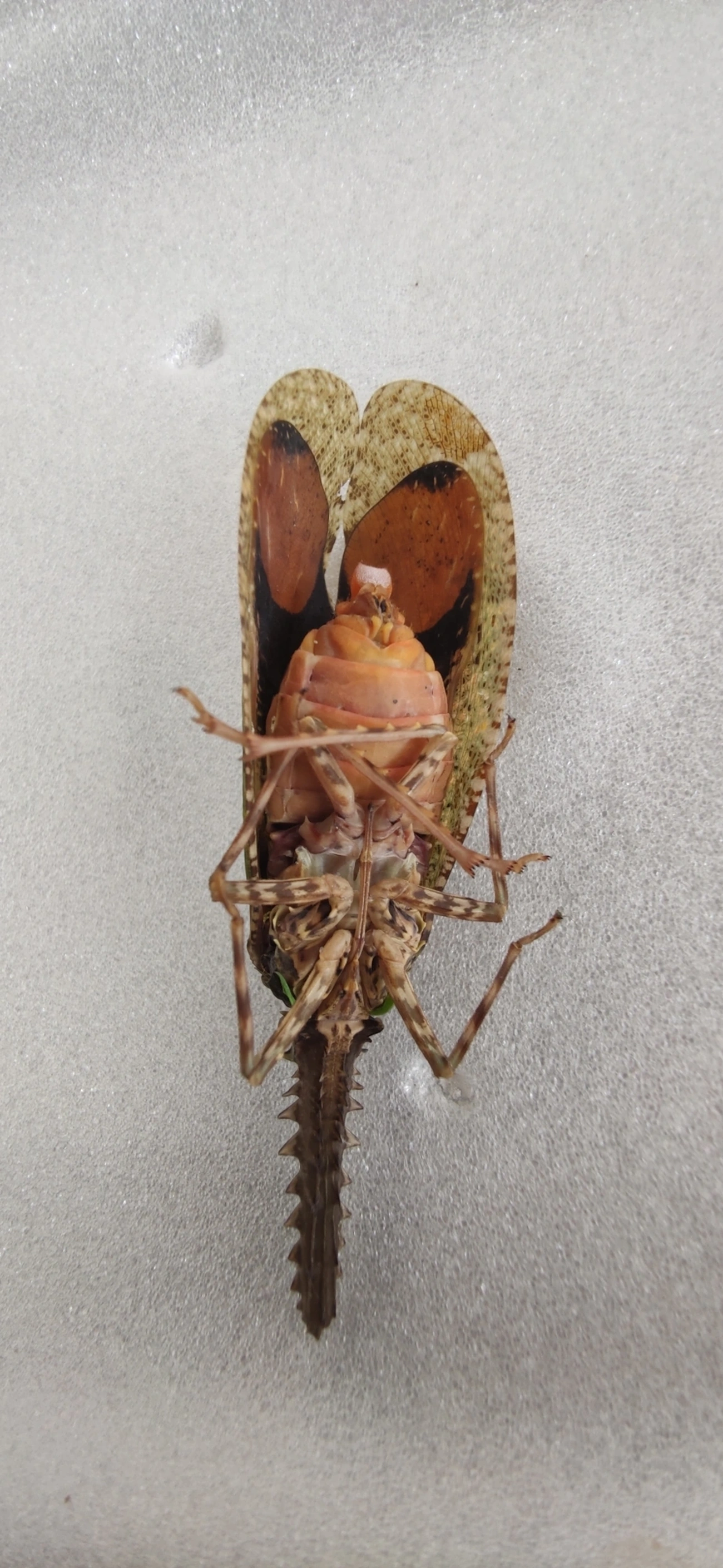 Cigarrão-de-nariz-serrilhado (Cathedra serrata), insetos, fotografado em Maresias, São Sebastião