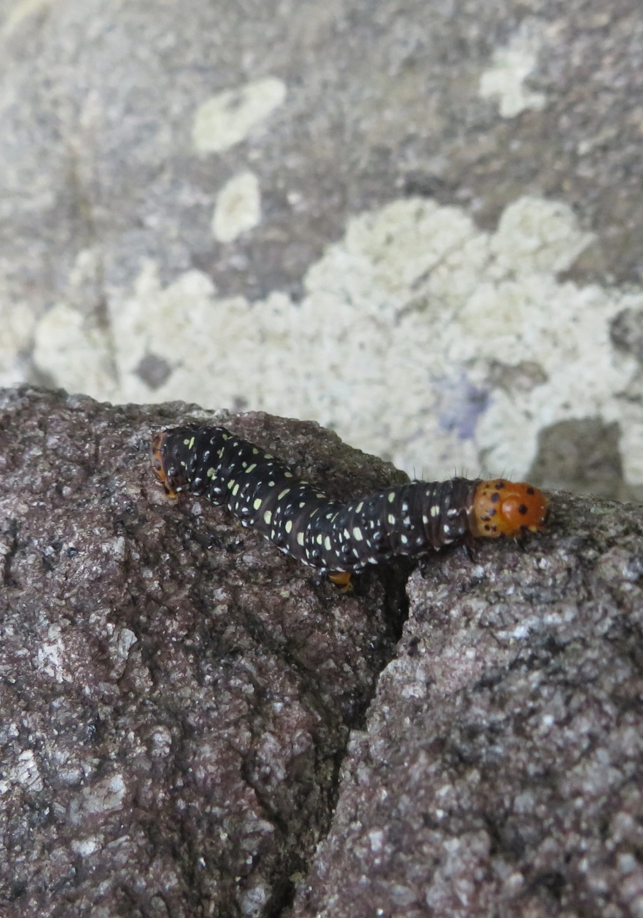 Mariposa-espanhola (Xanthopastis timais), insetos, fotografado em Maresias, São Sebastião