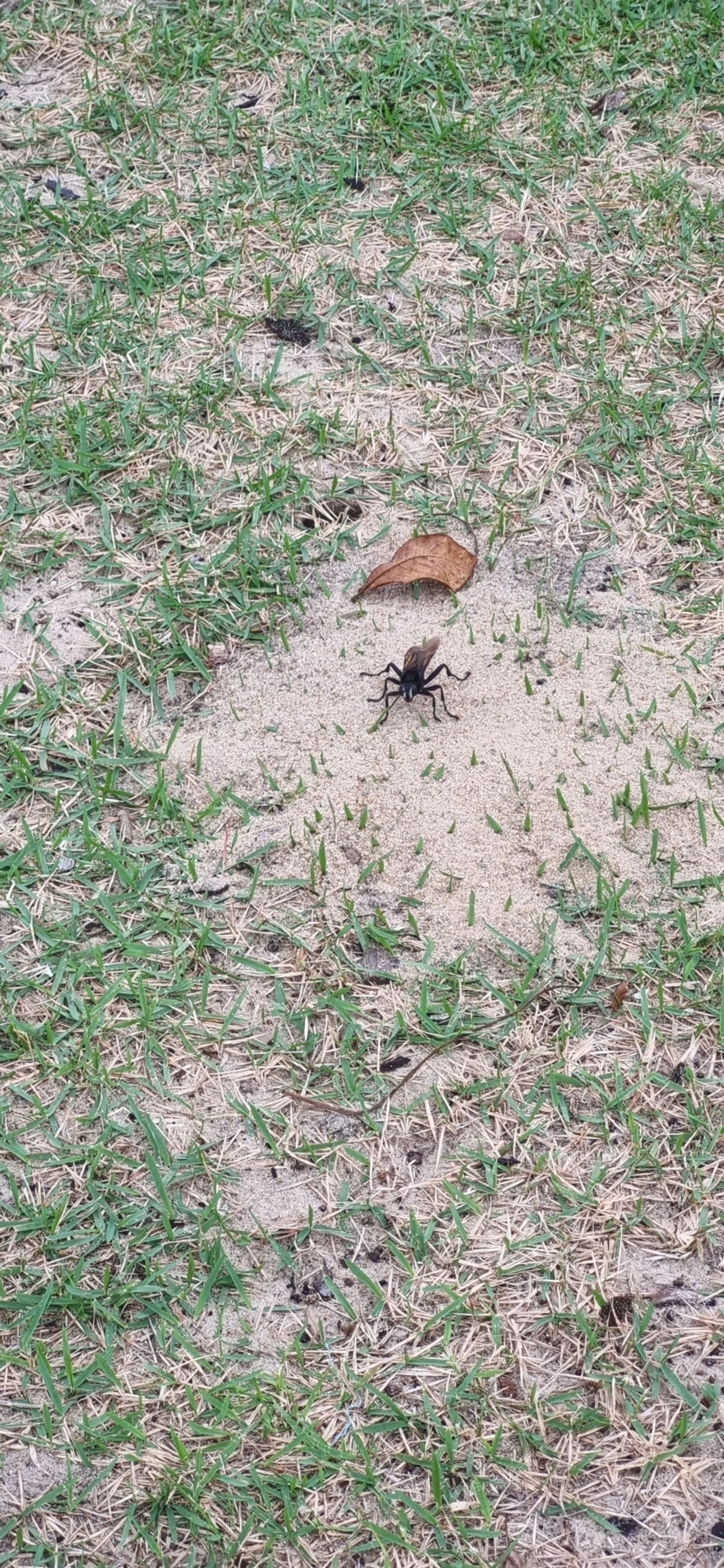 Vespa-caçadora (Sphex ingens), insetos, fotografado em Frade, Ubatuba