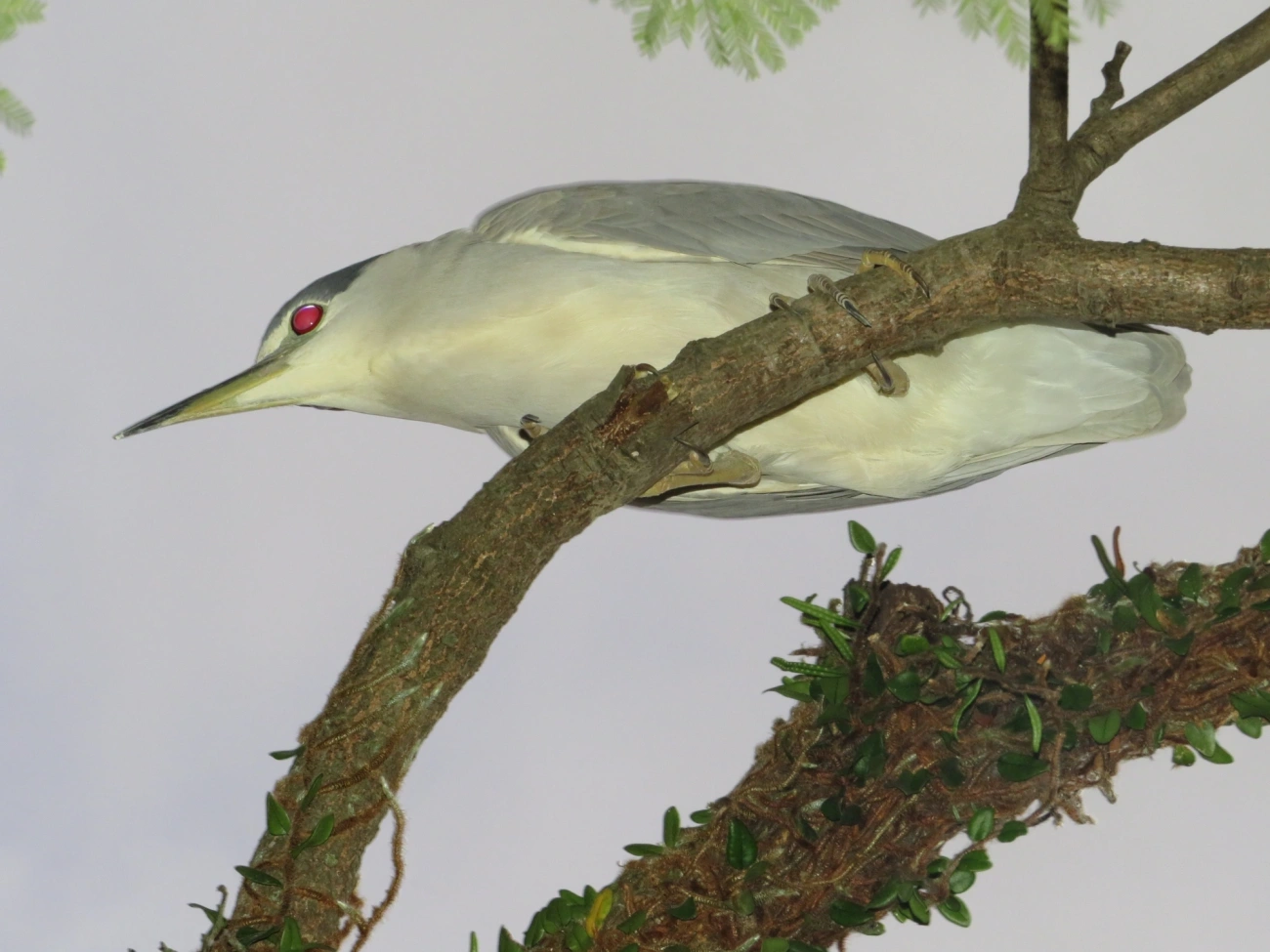 Socó-dorminhoco (Nycticorax nycticorax), aves, fotografado em Caraguatatuba