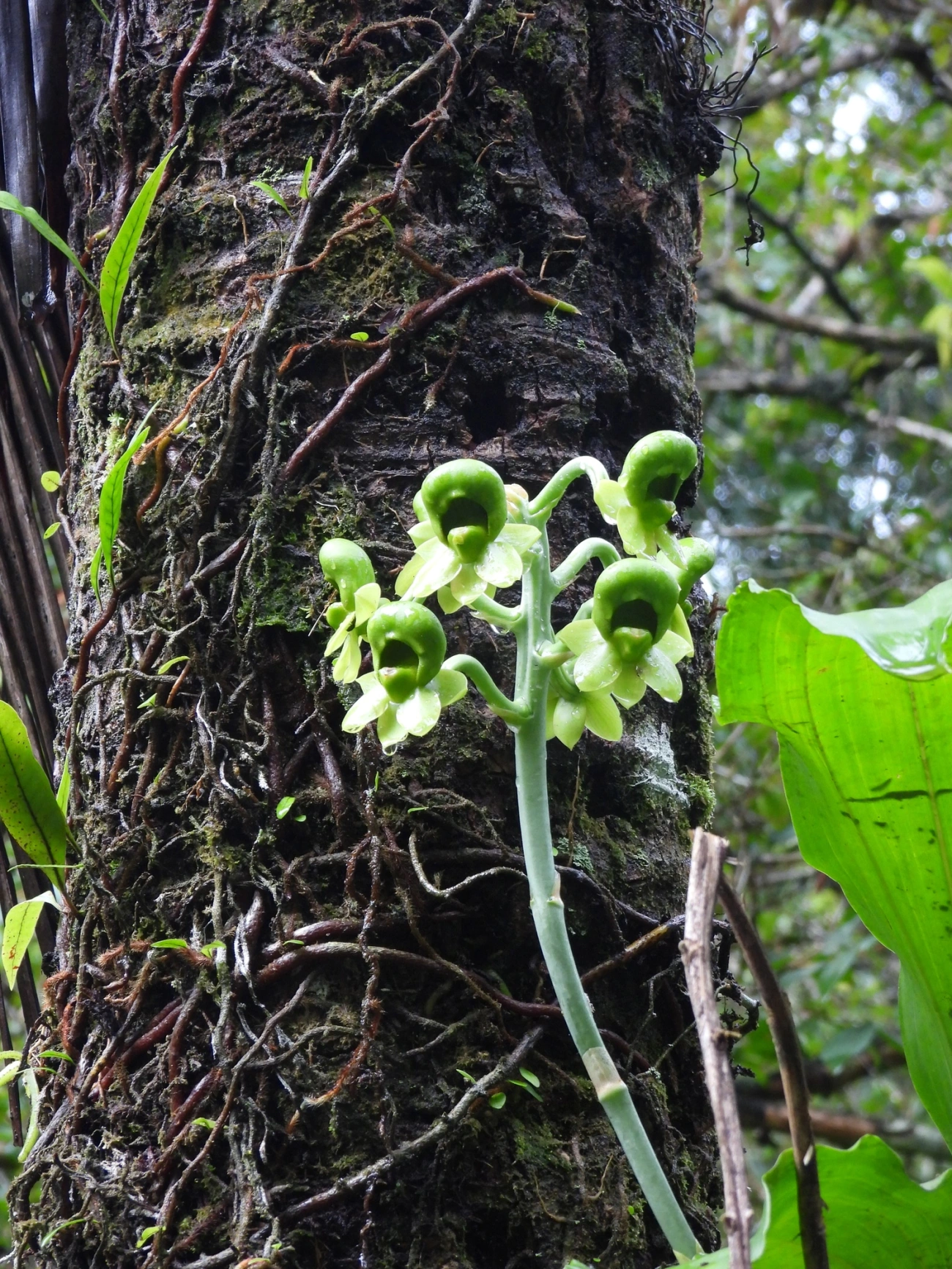 Cataseto-de-esporão (Catasetum integerrimum), plantas, fotografado em Maresias, São Sebastião