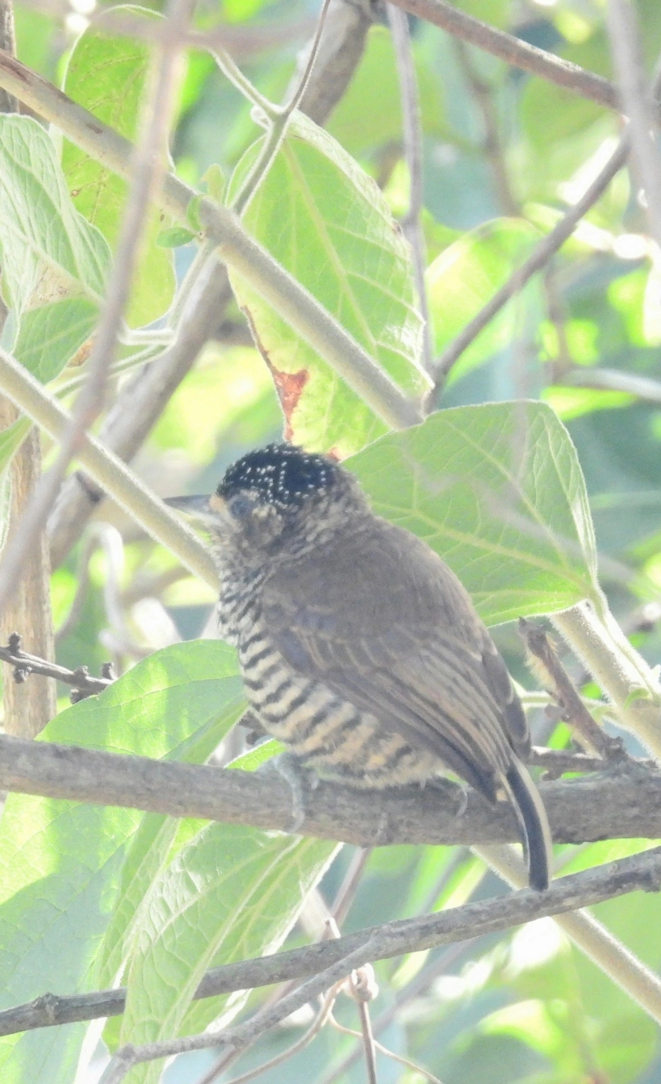 Pica-pau-anão-barrado (Picumnus cirratus), aves, fotografado em Perequê, Ilhabela