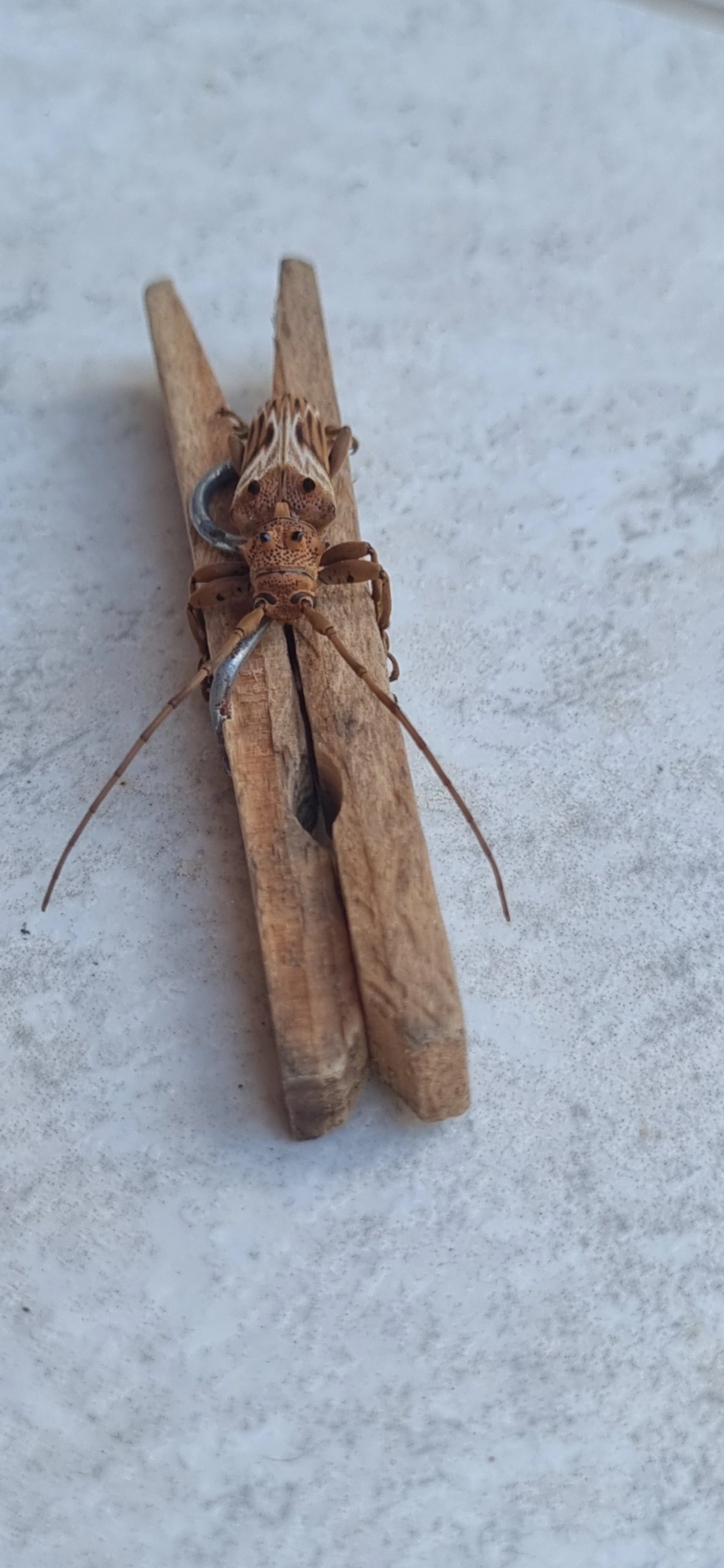Rhaphiptera nodifera, insetos, fotografado em Maresias, São Sebastião
