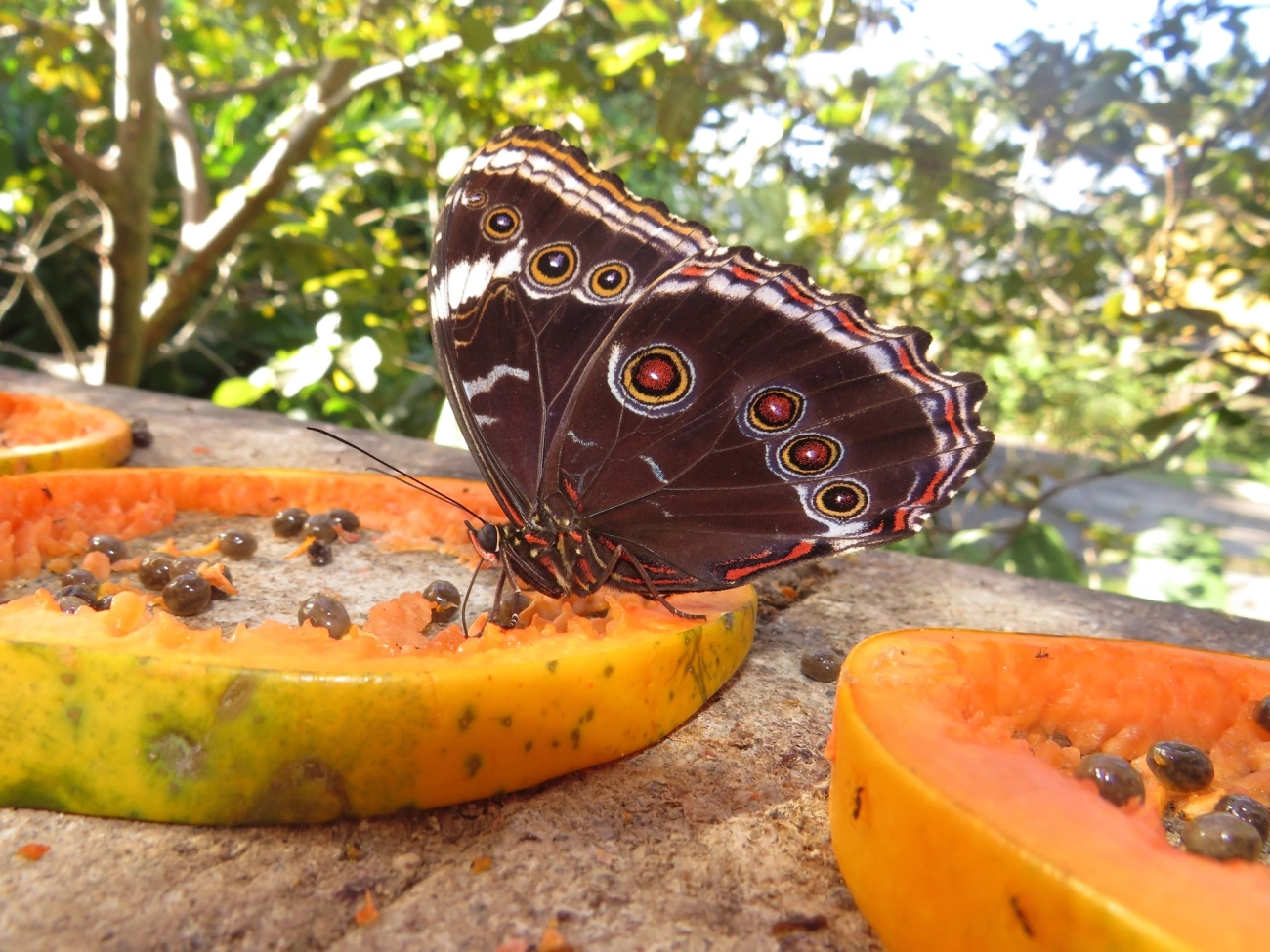 Capitão-do-mato (Morpho helenor), insetos, fotografado em Maresias, São Sebastião