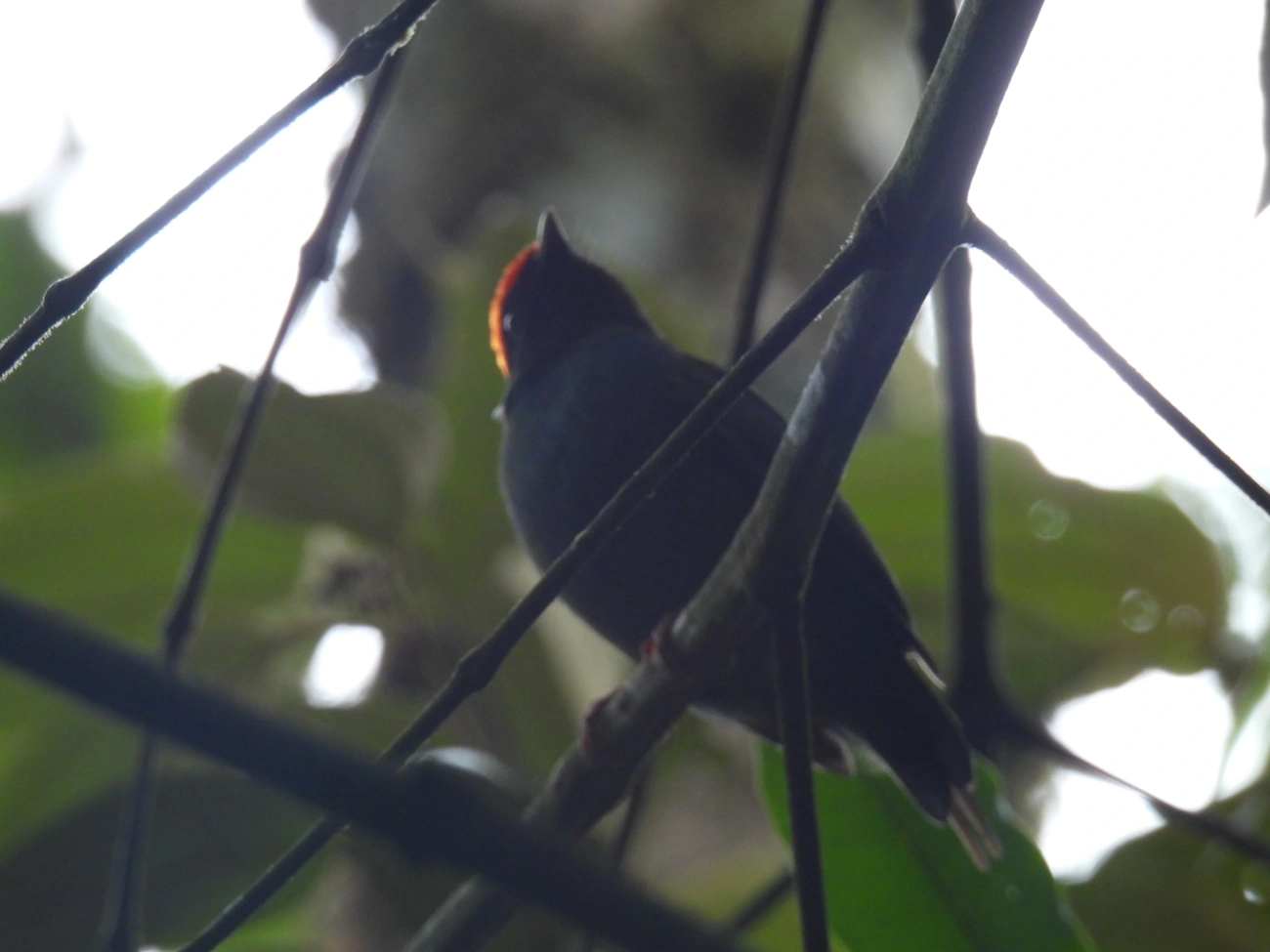 Tangará-dançarino (Chiroxiphia caudata), aves, fotografado em Serrinha do Alambari