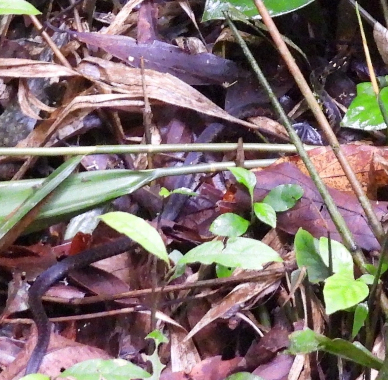 Echinanthera undulata, répteis, fotografado em Maresias, São Sebastião