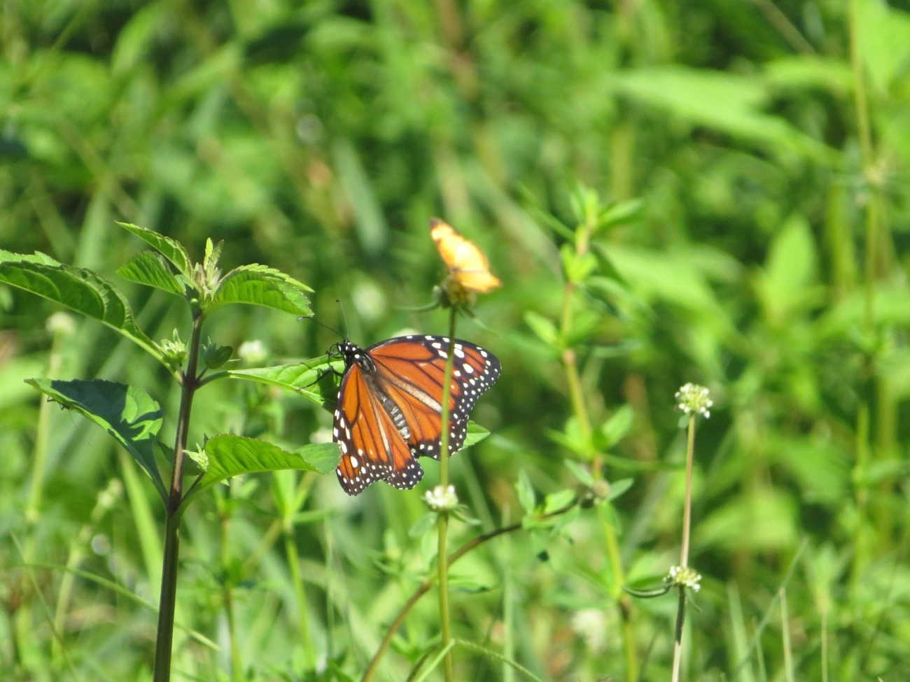 Monarca (Danaus erippus), insetos, fotografado em Maresias, São Sebastião