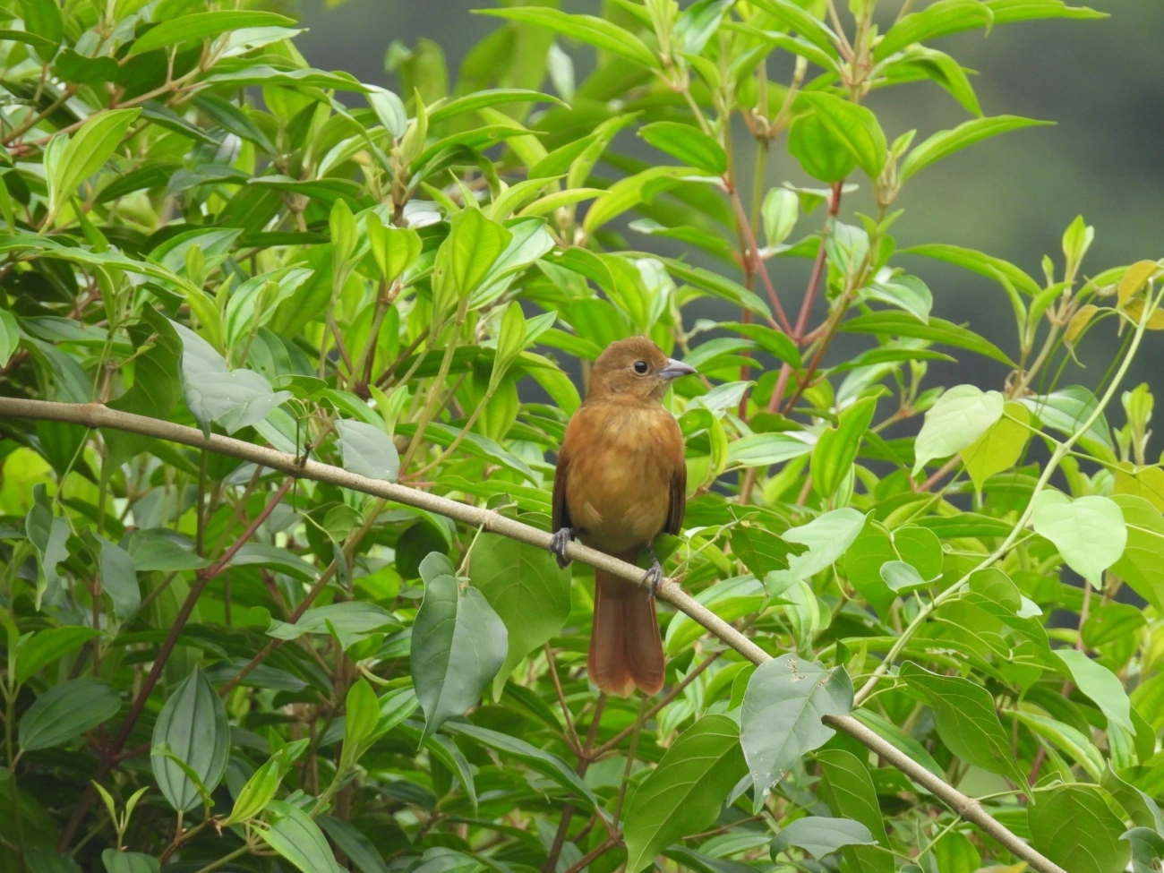 Tiê-galo (Loriotus cristatus), aves, fotografado em Maresias, São Sebastião